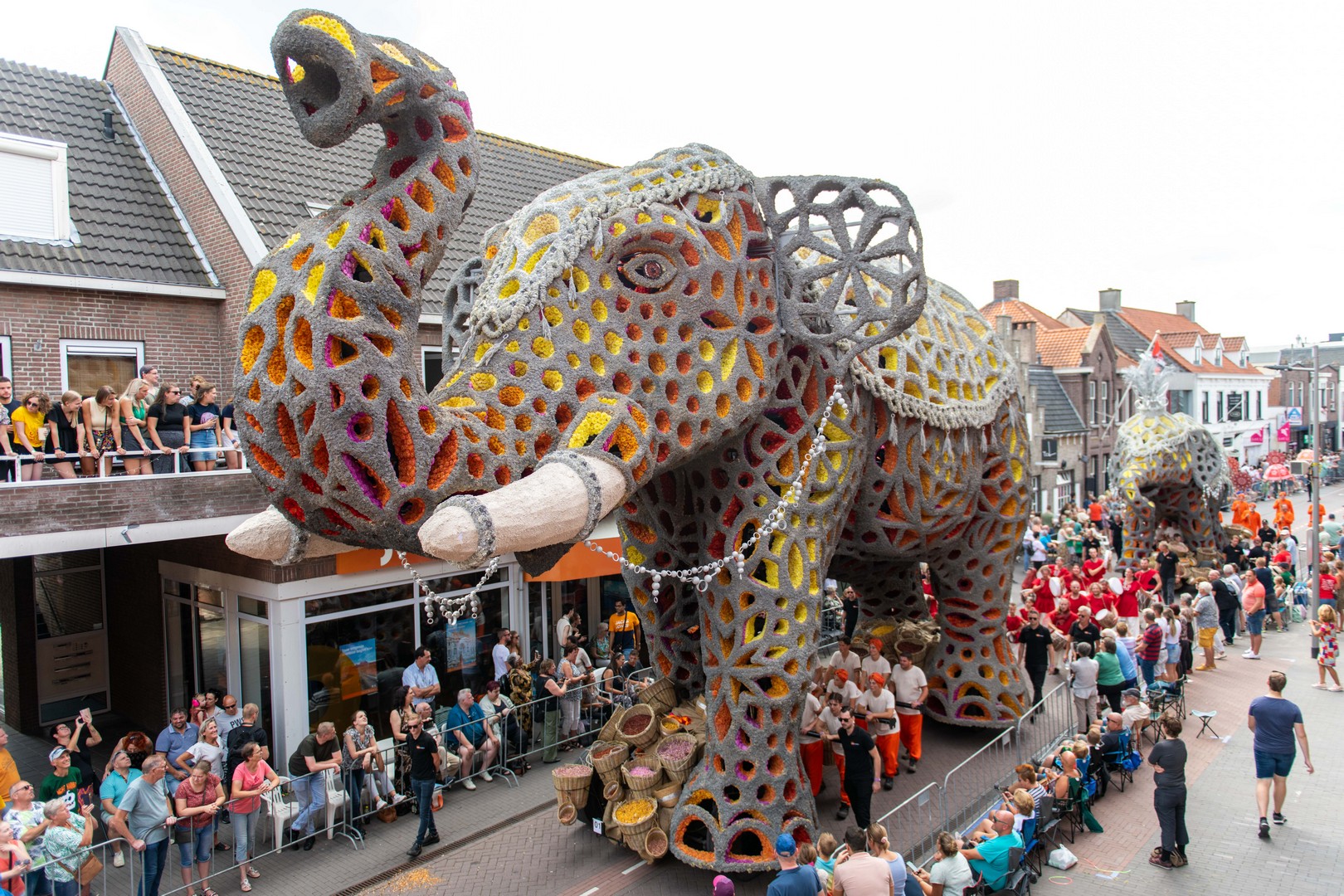 Holifant, Foto Jose Nuyts