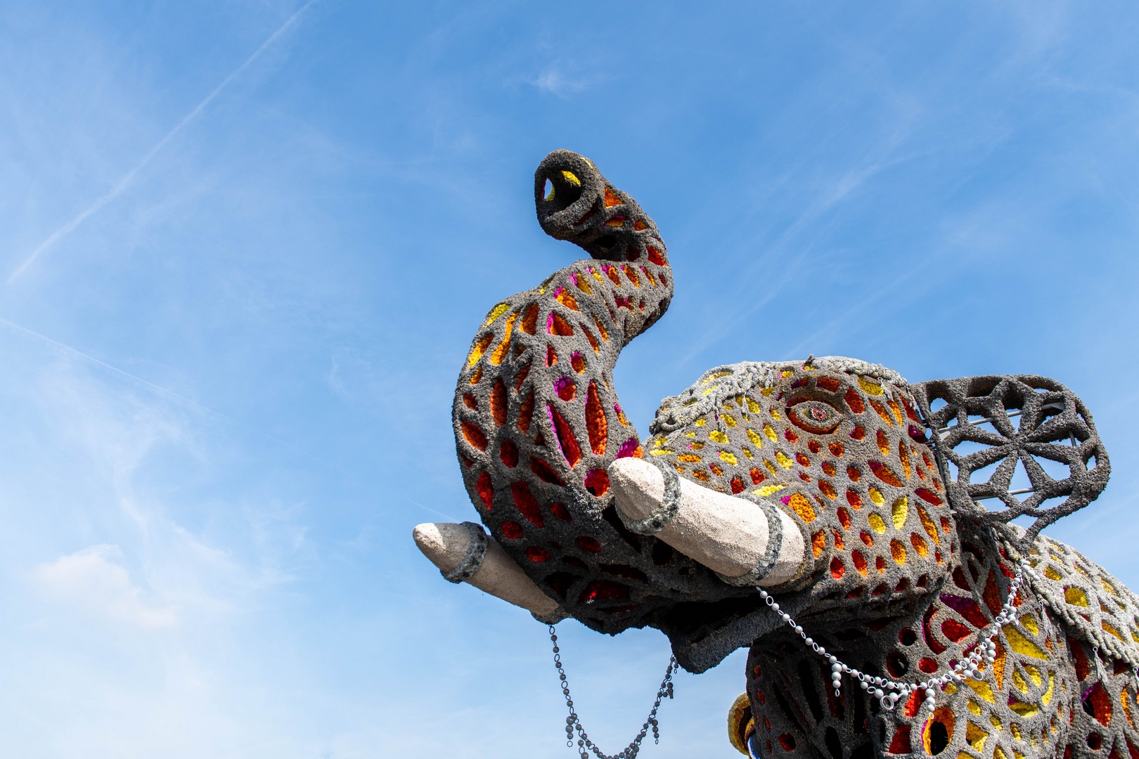 Holifant, Foto Jose Nuyts