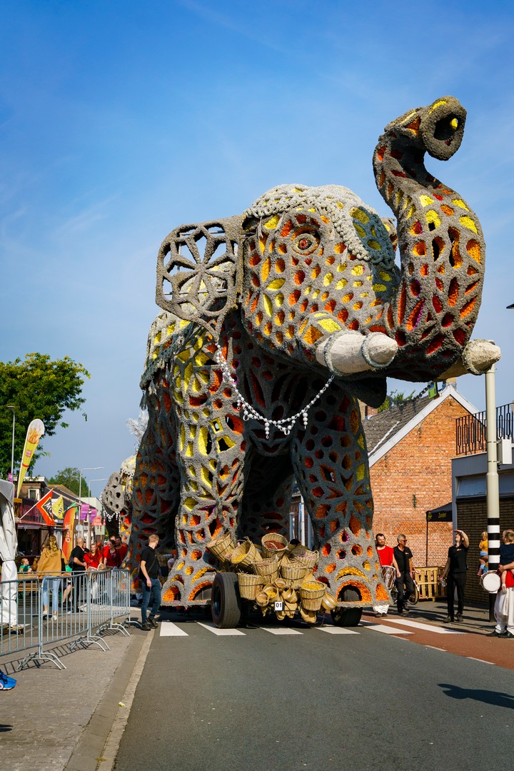 Holifant, Foto Eefje Poppe