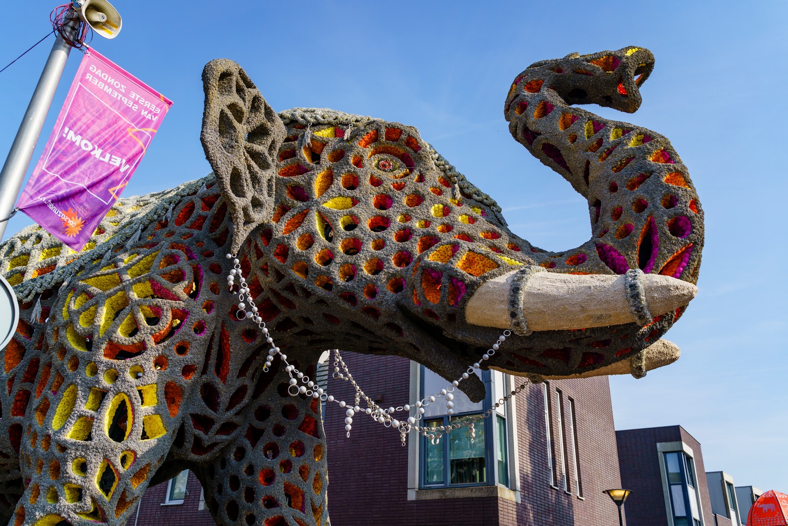 Holifant, Foto Eefje Poppe