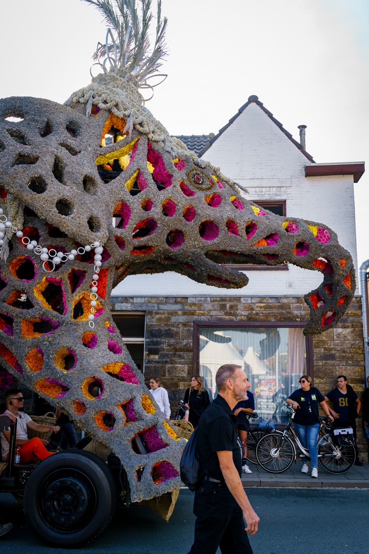 Holifant, Foto Eefje Poppe