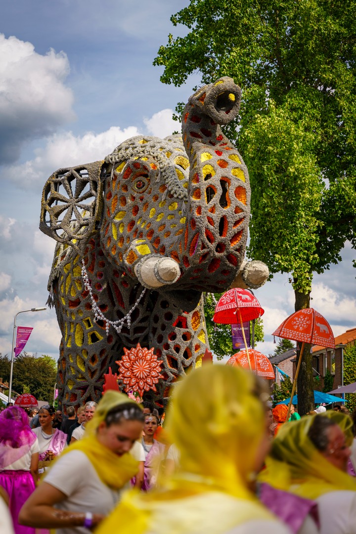 Holifant, Foto Eefje Poppe