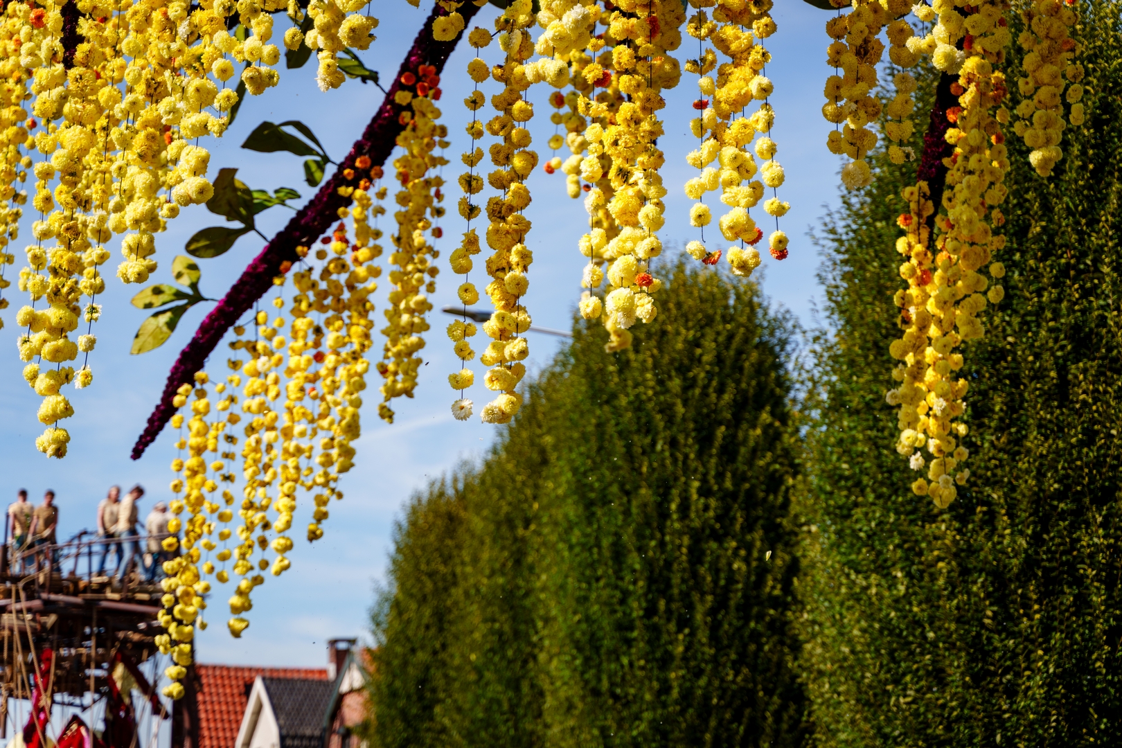 Gouden Regen, Foto Eefje fotografie