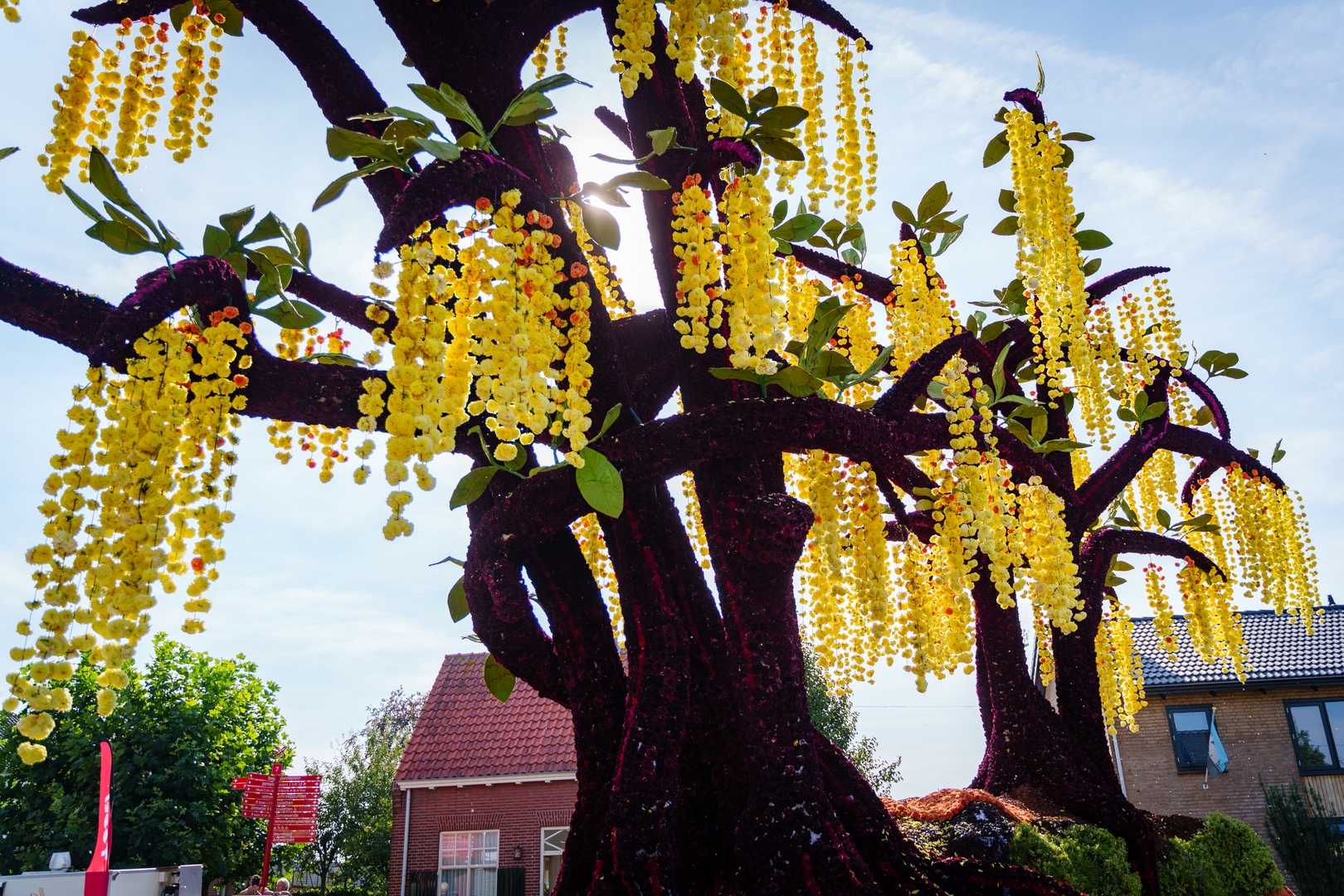 Gouden Regen, Foto Eefje fotografie