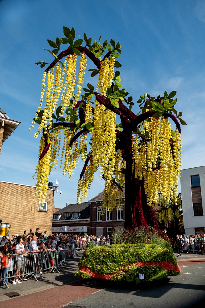 Gouden Regen, Foto José van Trijp fotografie