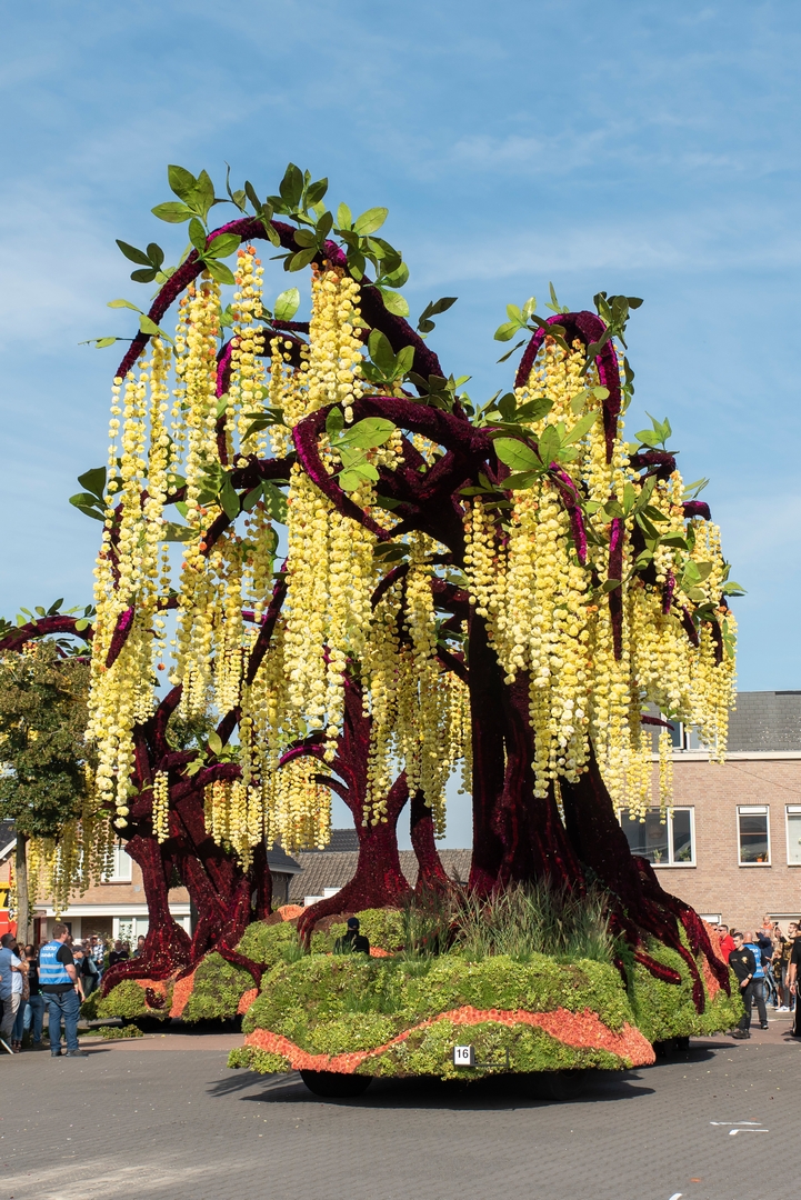 Gouden Regen, Foto Luzanne Foesenek