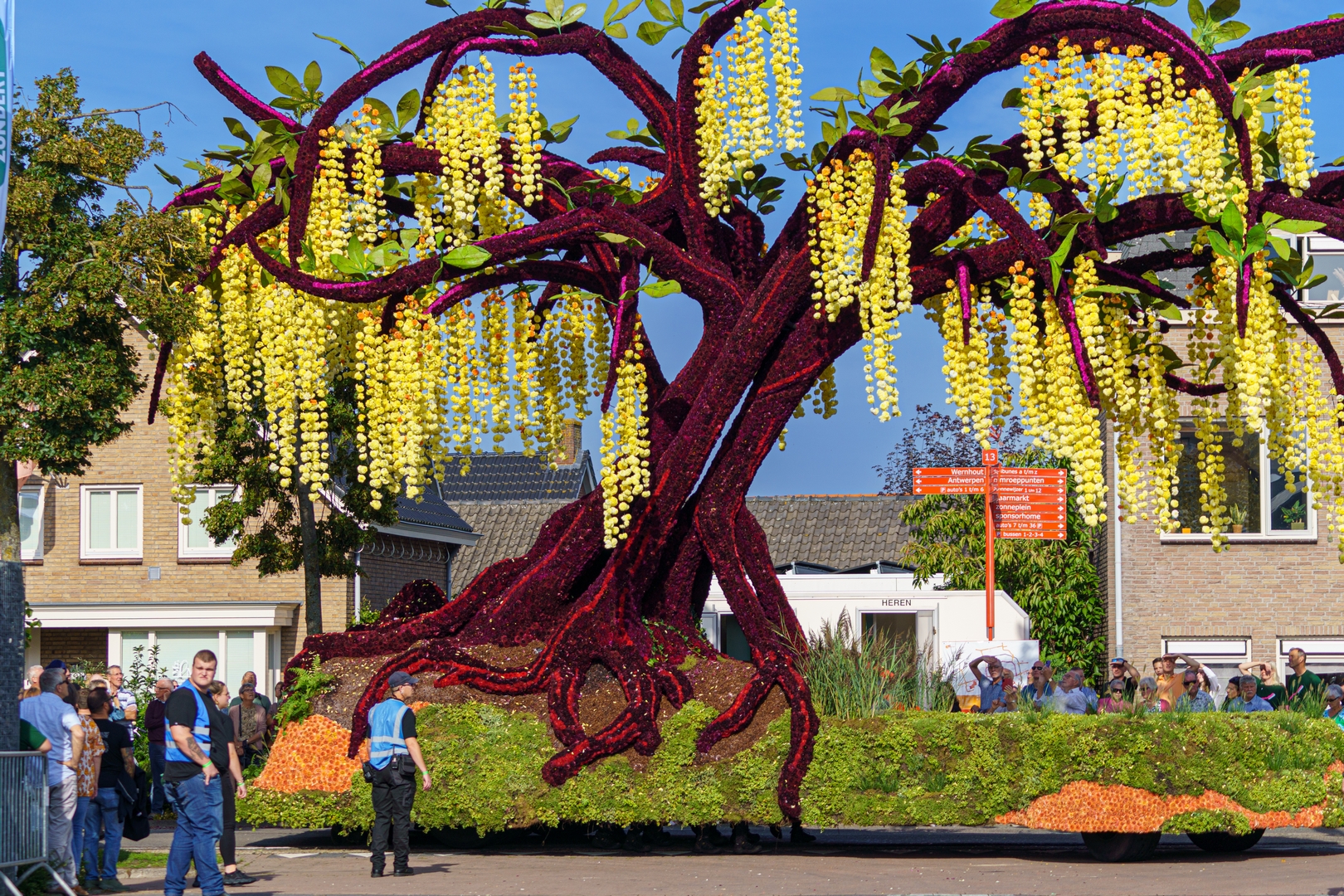 Gouden Regen, Foto Paul Ranft
