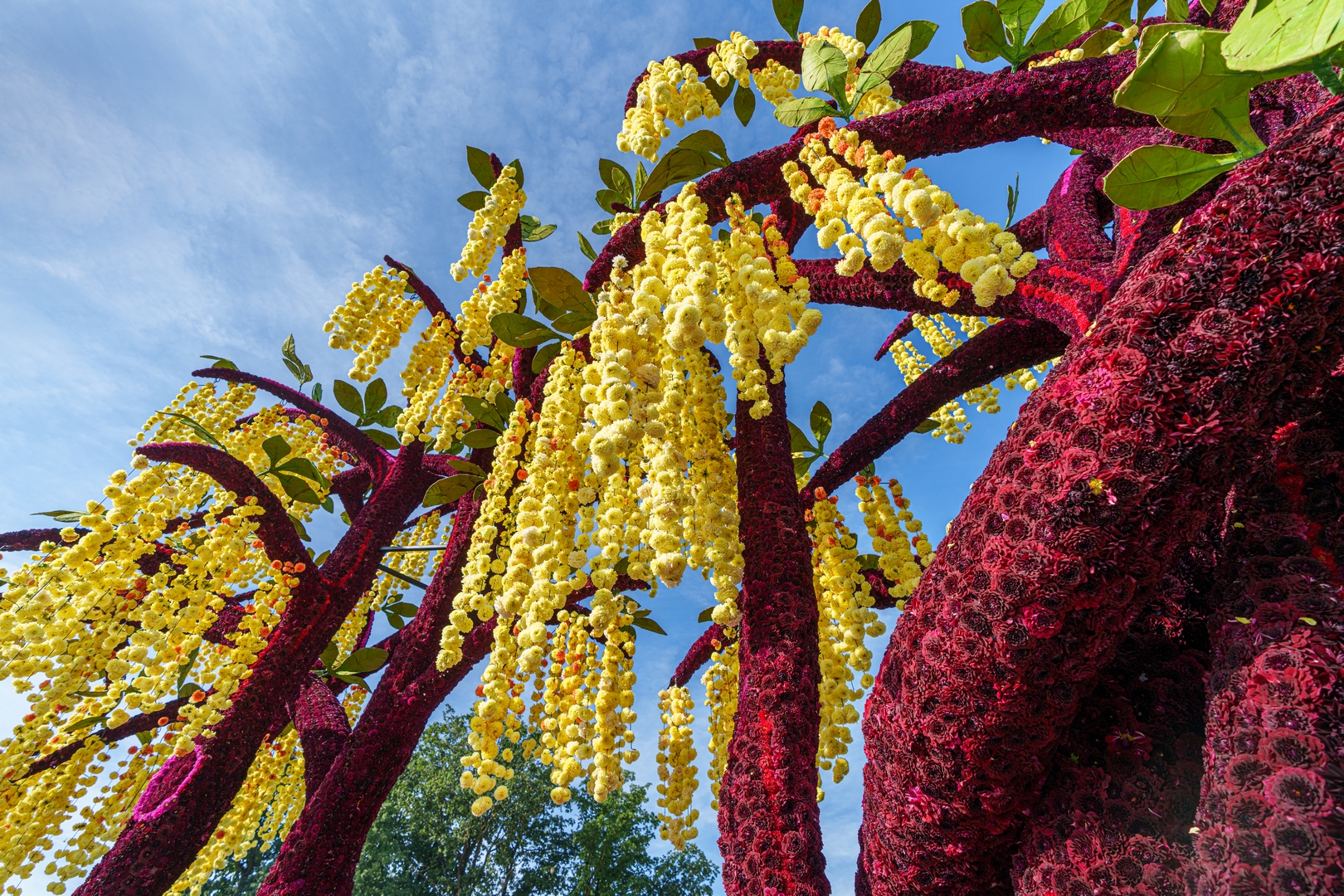Gouden Regen, Foto Paul Ranft
