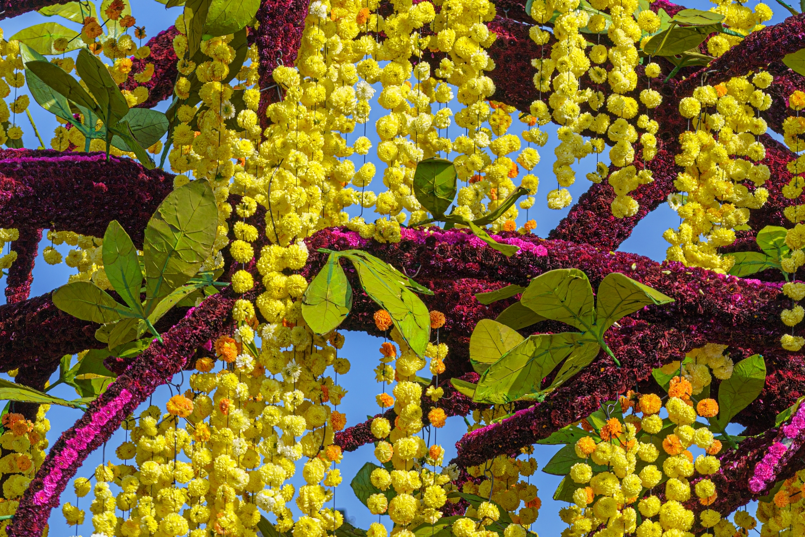Gouden Regen, Foto Paul Ranft