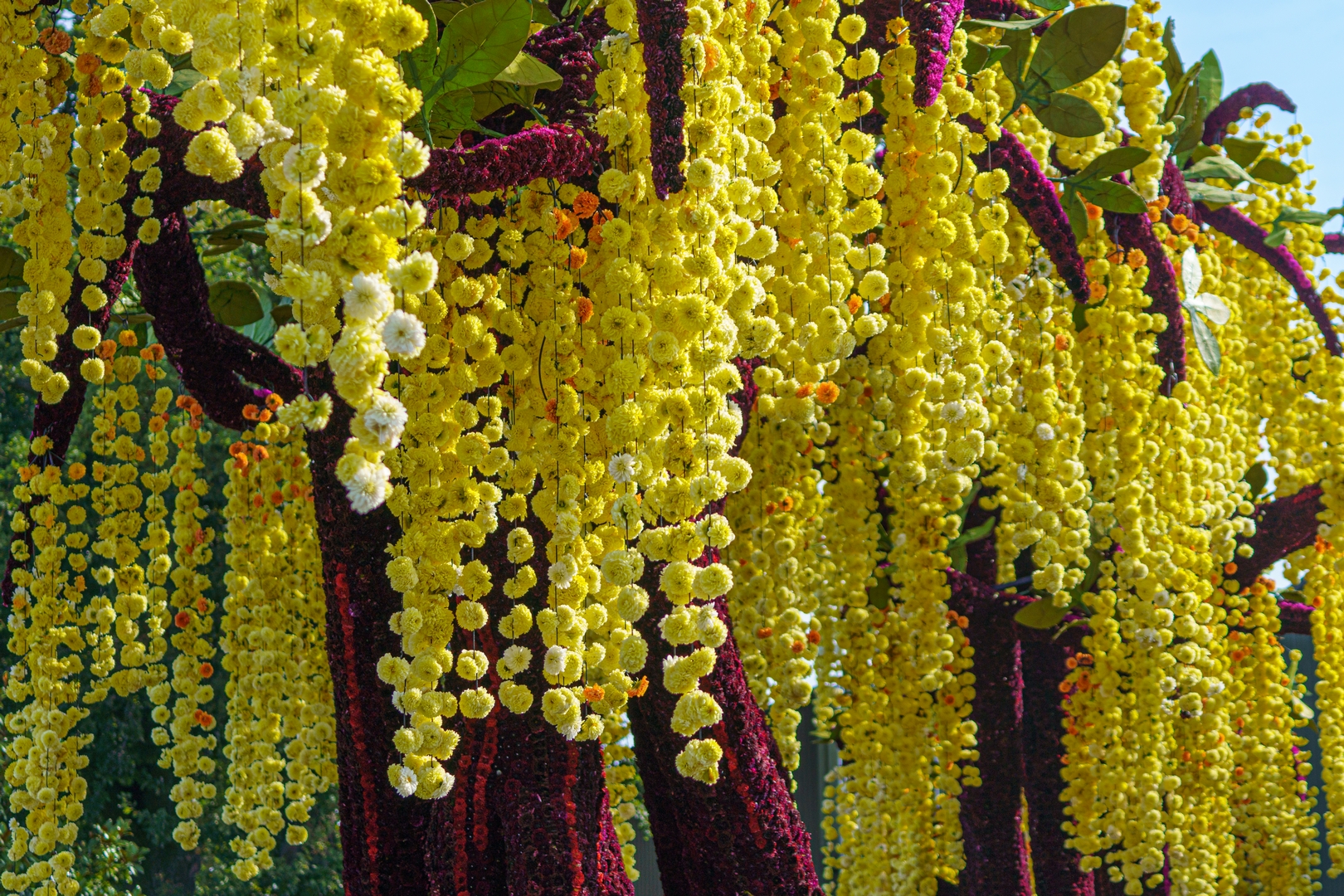 Gouden Regen, Foto Paul Ranft