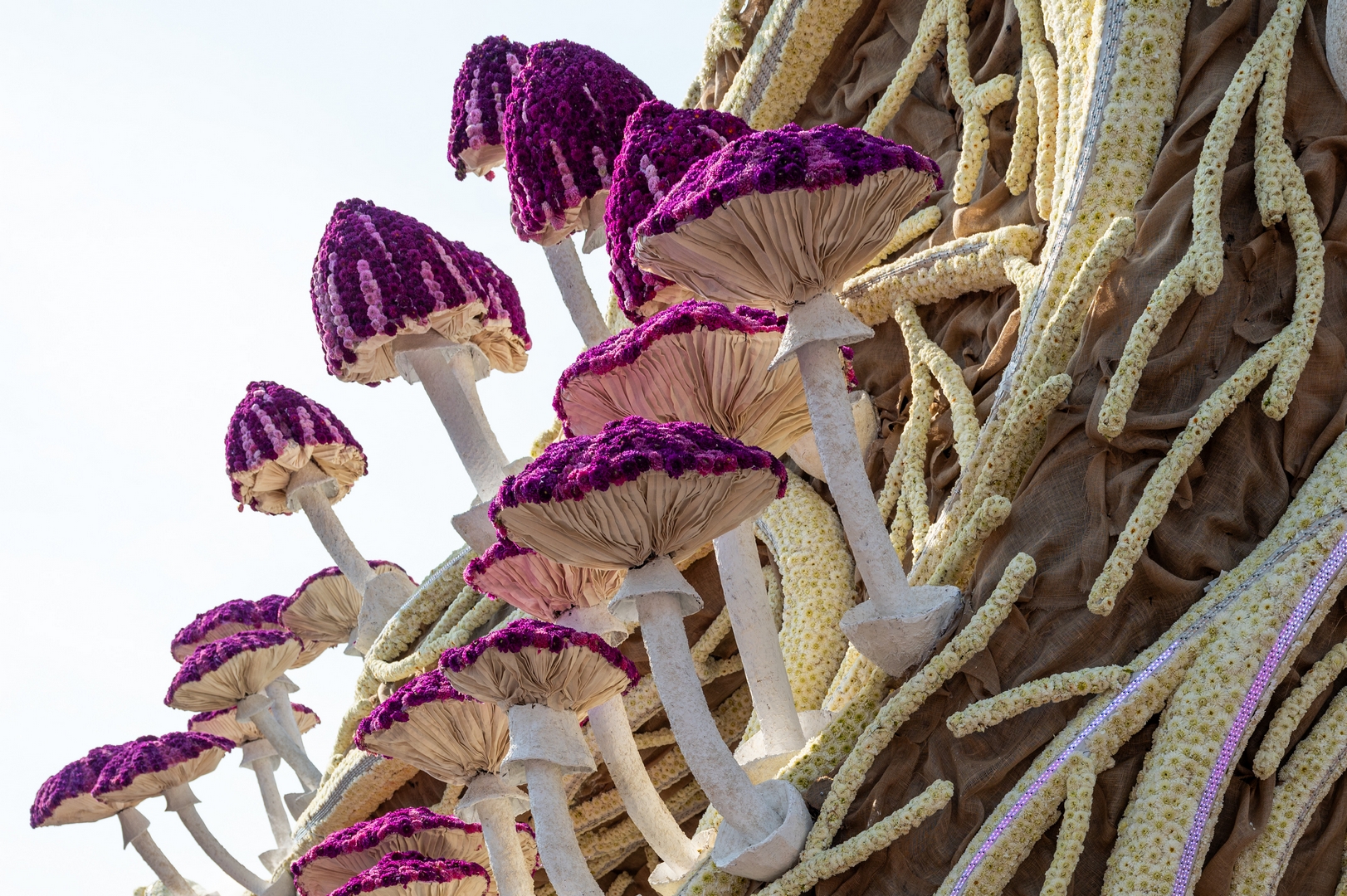 Mycelium 'Een netwerk van schimmeldraden', Foto José van Trijp fotografie