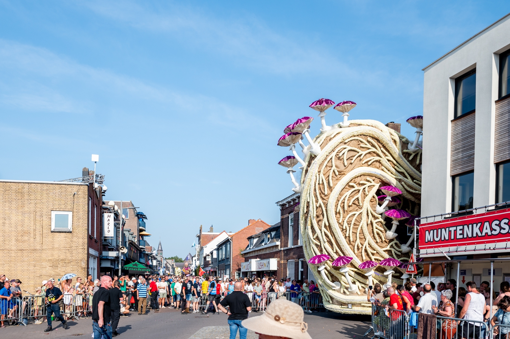 Mycelium 'Een netwerk van schimmeldraden', Foto José van Trijp fotografie