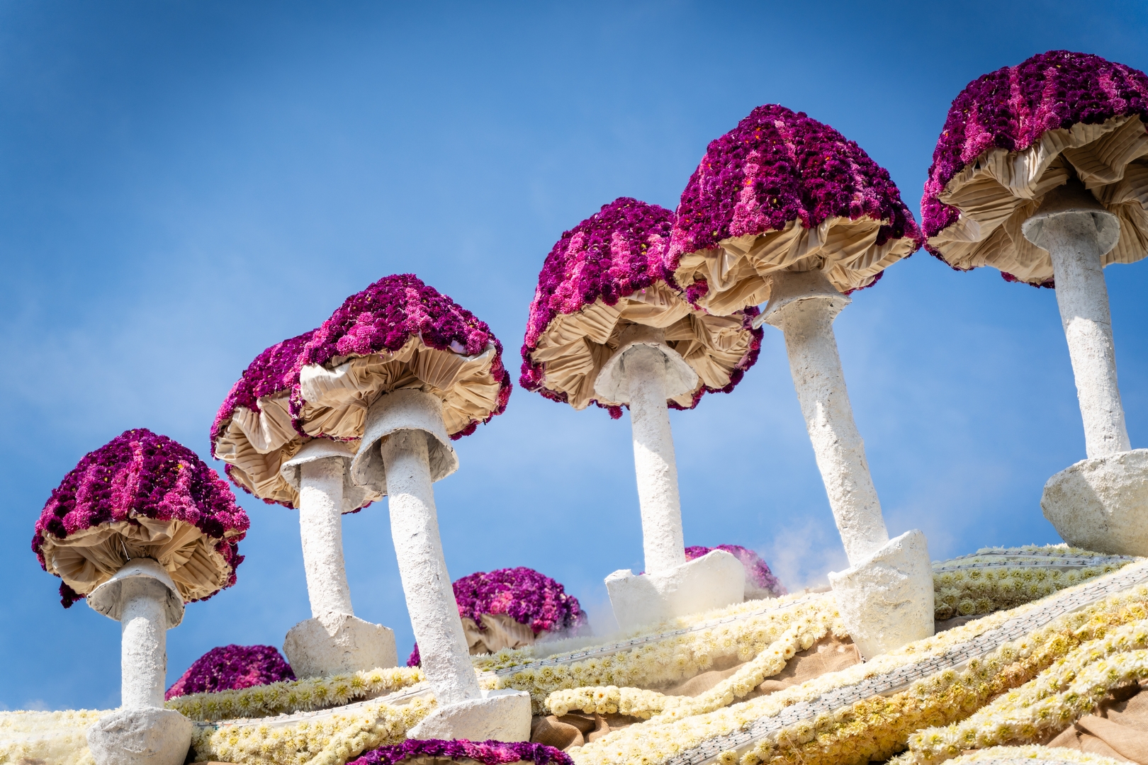 Mycelium 'Een netwerk van schimmeldraden', Foto Eefje fotografie