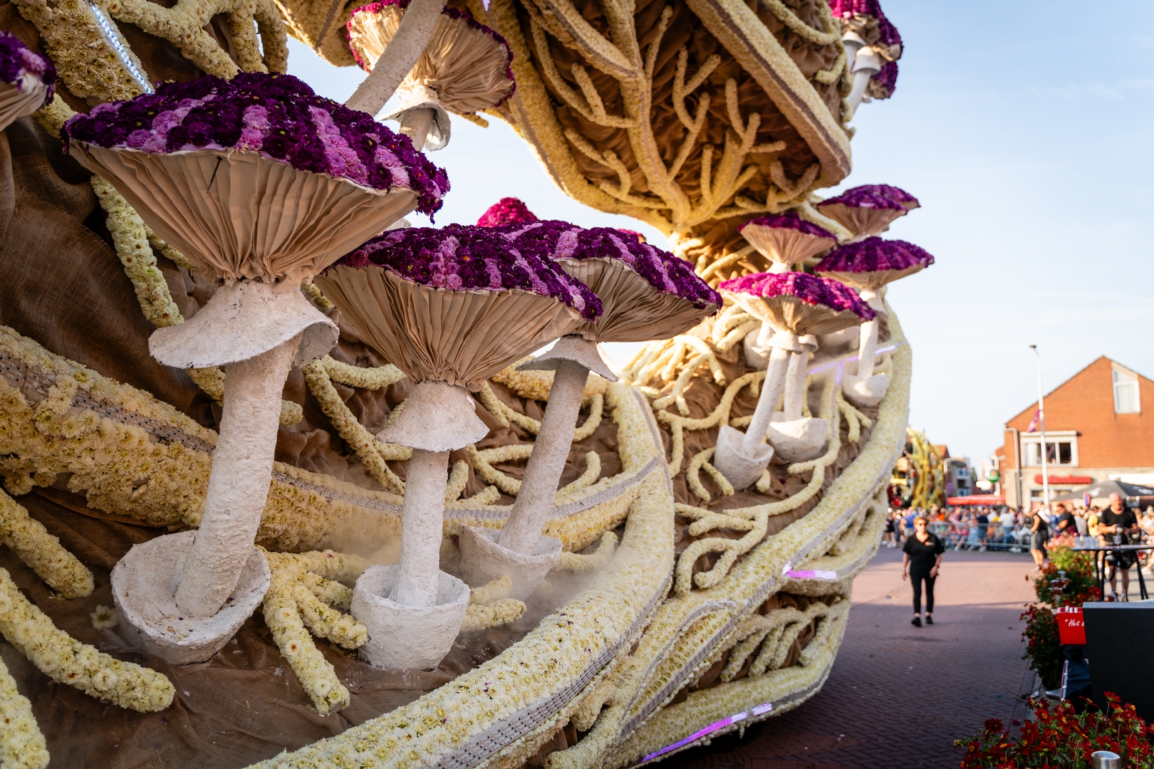Mycelium 'Een netwerk van schimmeldraden', Foto Eefje fotografie