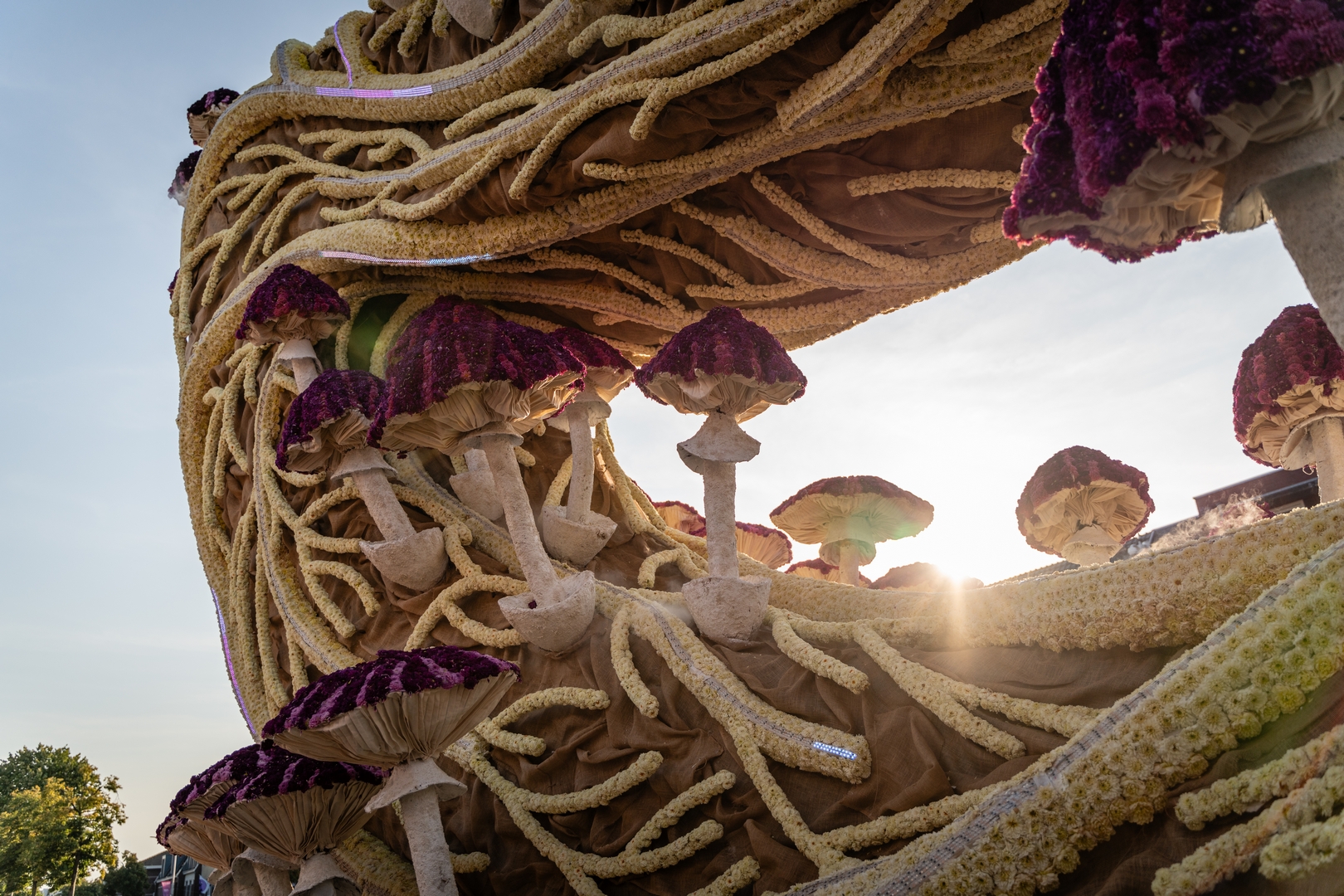 Mycelium 'Een netwerk van schimmeldraden', Foto Eefje fotografie