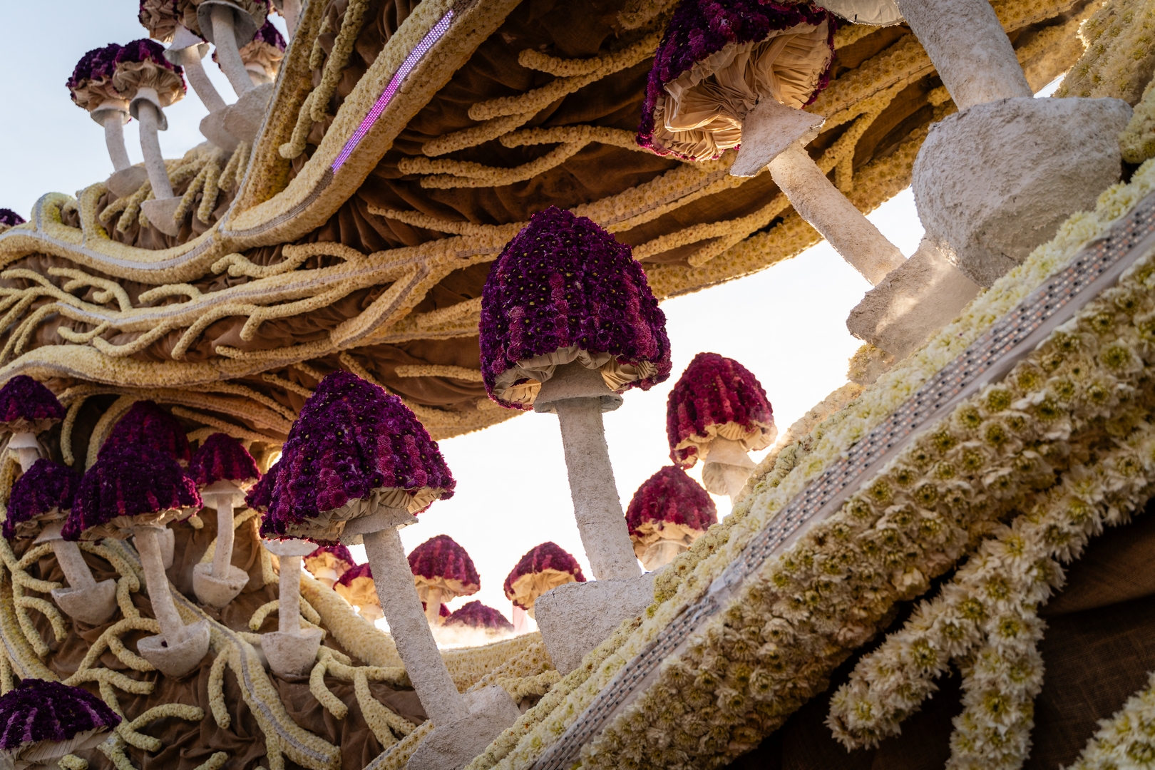 Mycelium 'Een netwerk van schimmeldraden', Foto Eefje fotografie