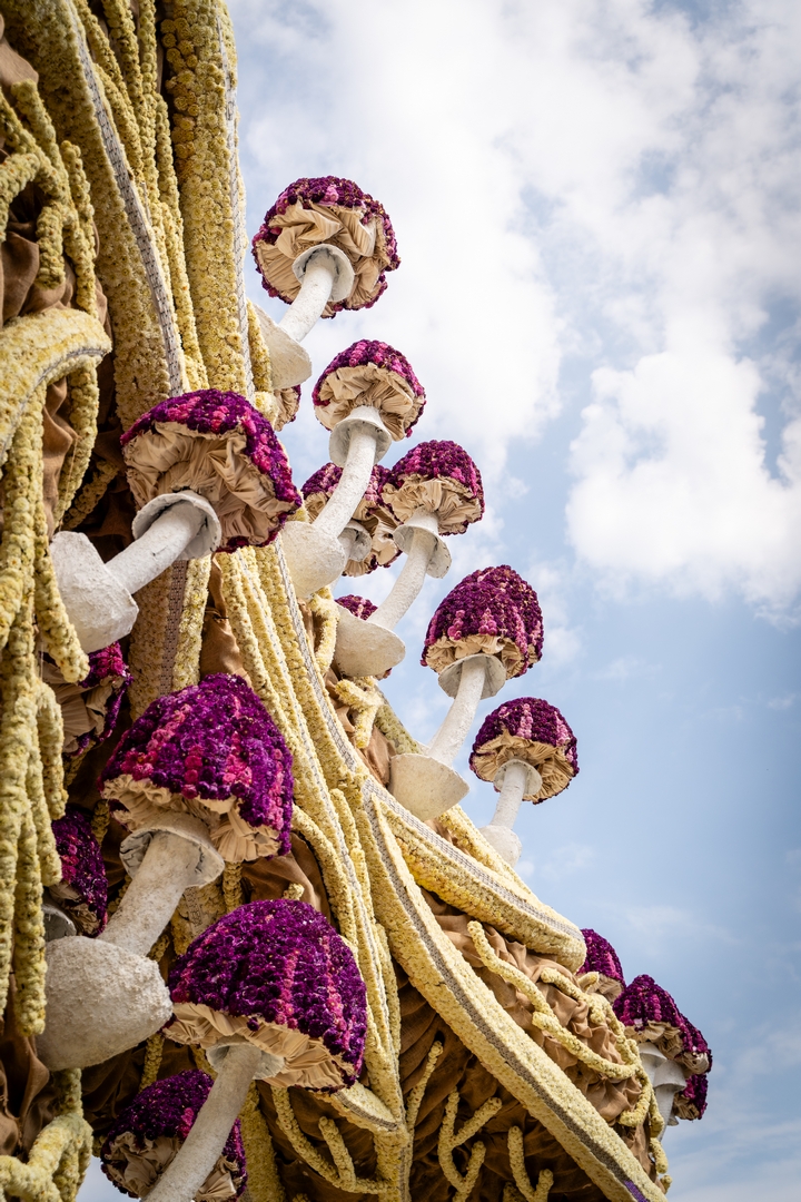 Mycelium 'Een netwerk van schimmeldraden', Foto Eefje fotografie