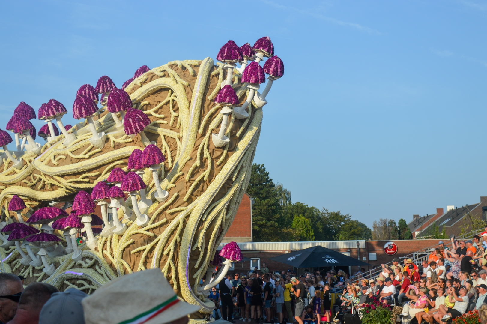Mycelium 'Een netwerk van schimmeldraden', Foto Joeri Sannen