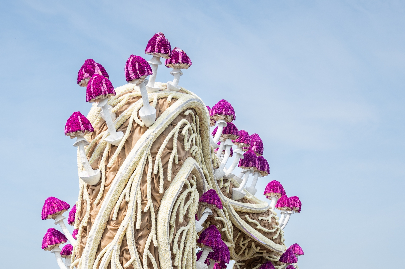 Mycelium 'Een netwerk van schimmeldraden', Foto José van Trijp fotografie