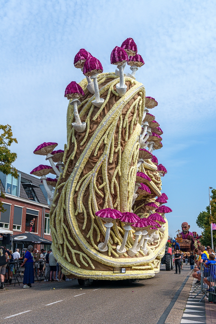 Mycelium 'Een netwerk van schimmeldraden', Foto Paul Ranft