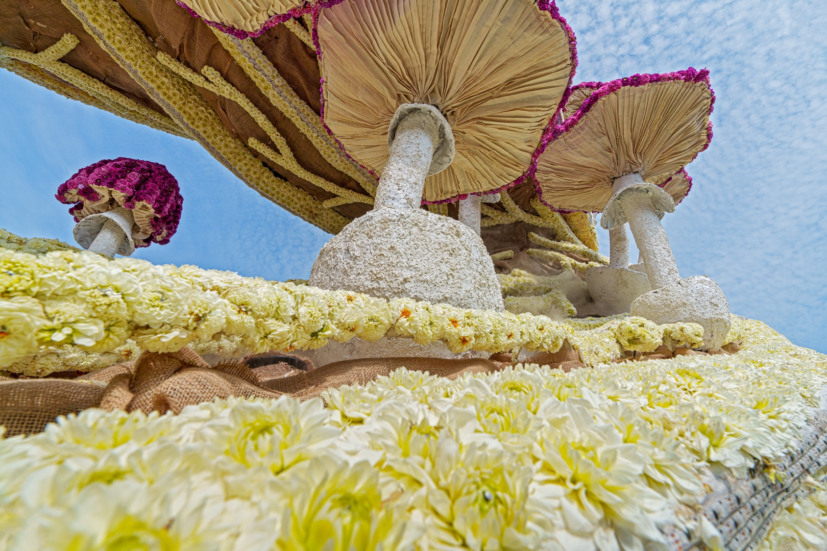 Mycelium 'Een netwerk van schimmeldraden', Foto Paul Ranft