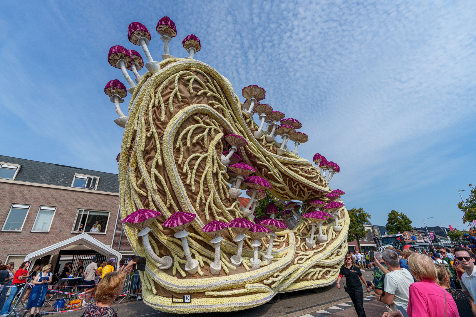 Mycelium 'Een netwerk van schimmeldraden', Foto Paul Ranft
