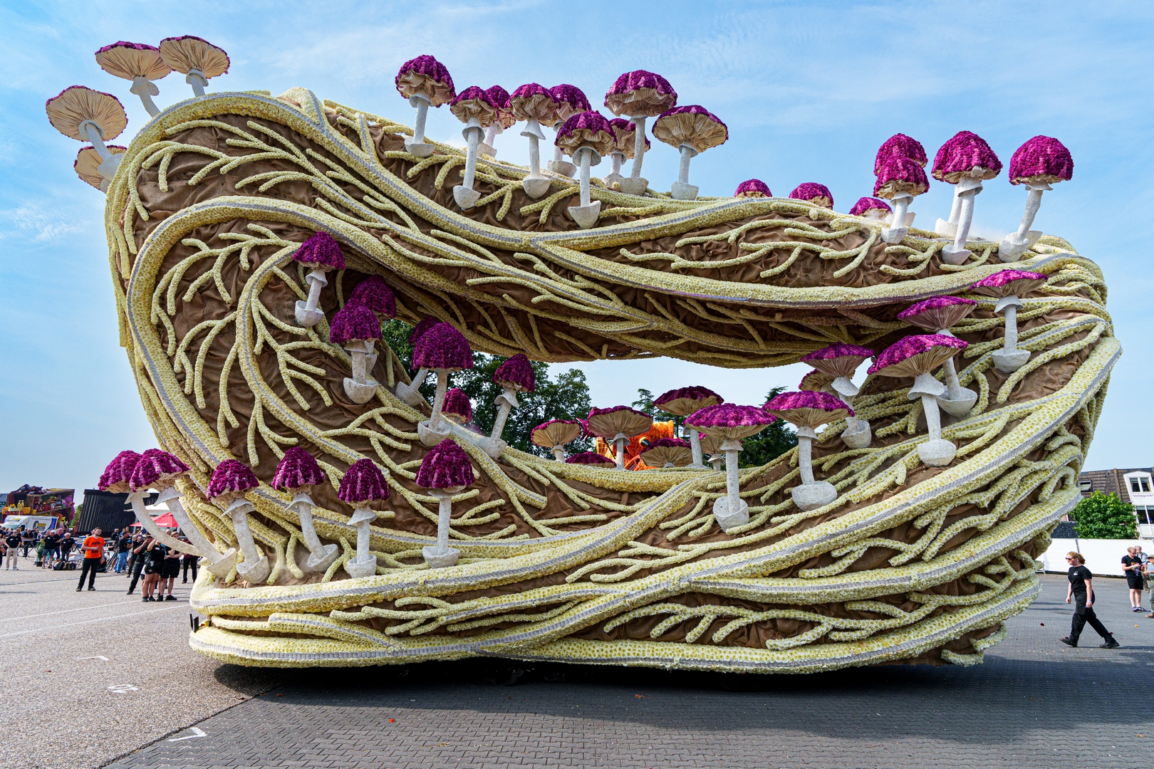 Mycelium 'Een netwerk van schimmeldraden', Foto Paul Ranft