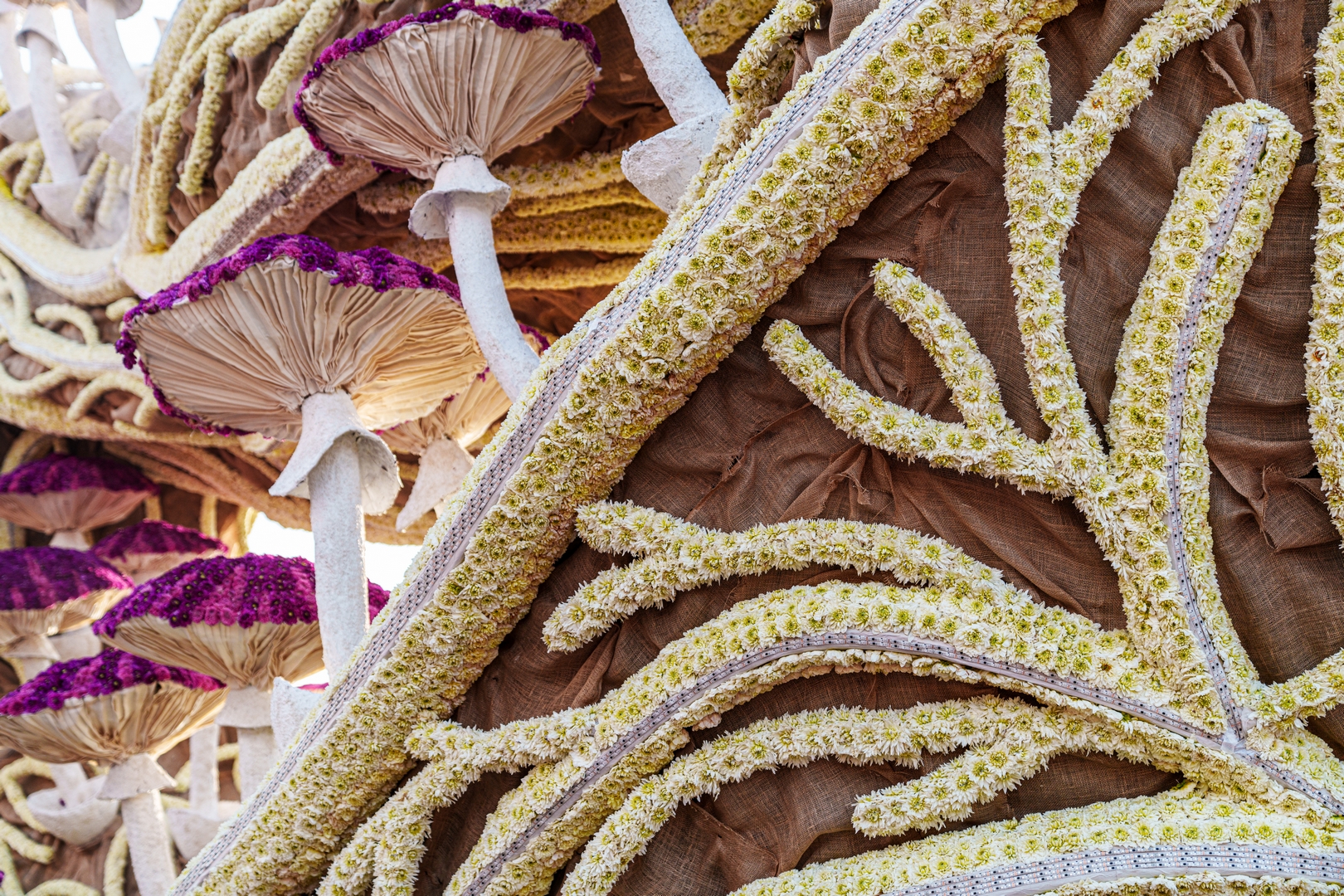 Mycelium 'Een netwerk van schimmeldraden', Foto Paul Ranft