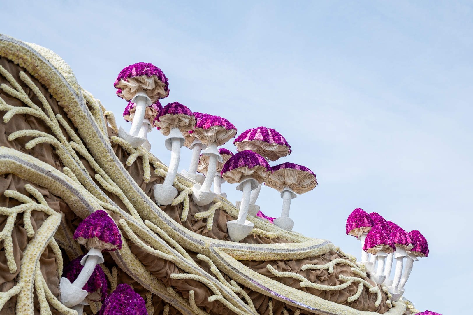 Mycelium 'Een netwerk van schimmeldraden', Foto José van Trijp fotografie