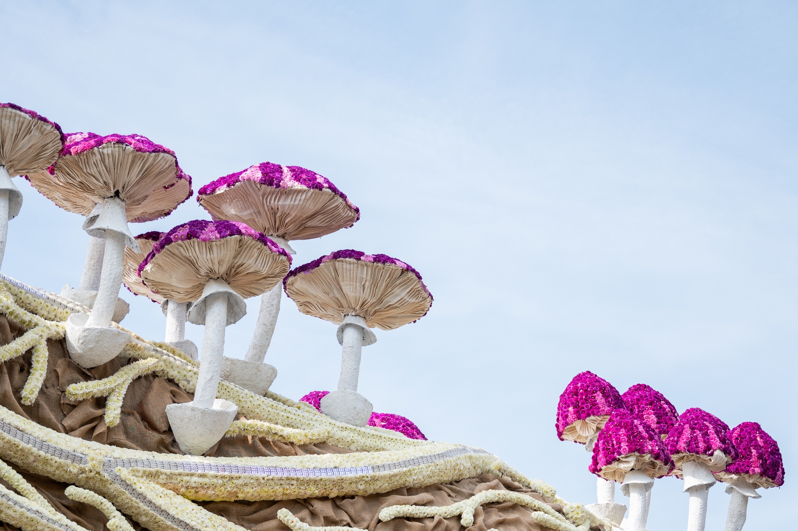 Mycelium 'Een netwerk van schimmeldraden', Foto José van Trijp fotografie