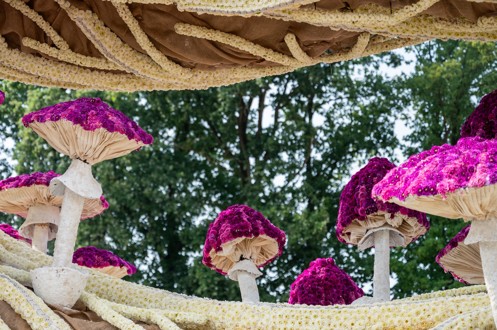 Mycelium 'Een netwerk van schimmeldraden', Foto José van Trijp fotografie
