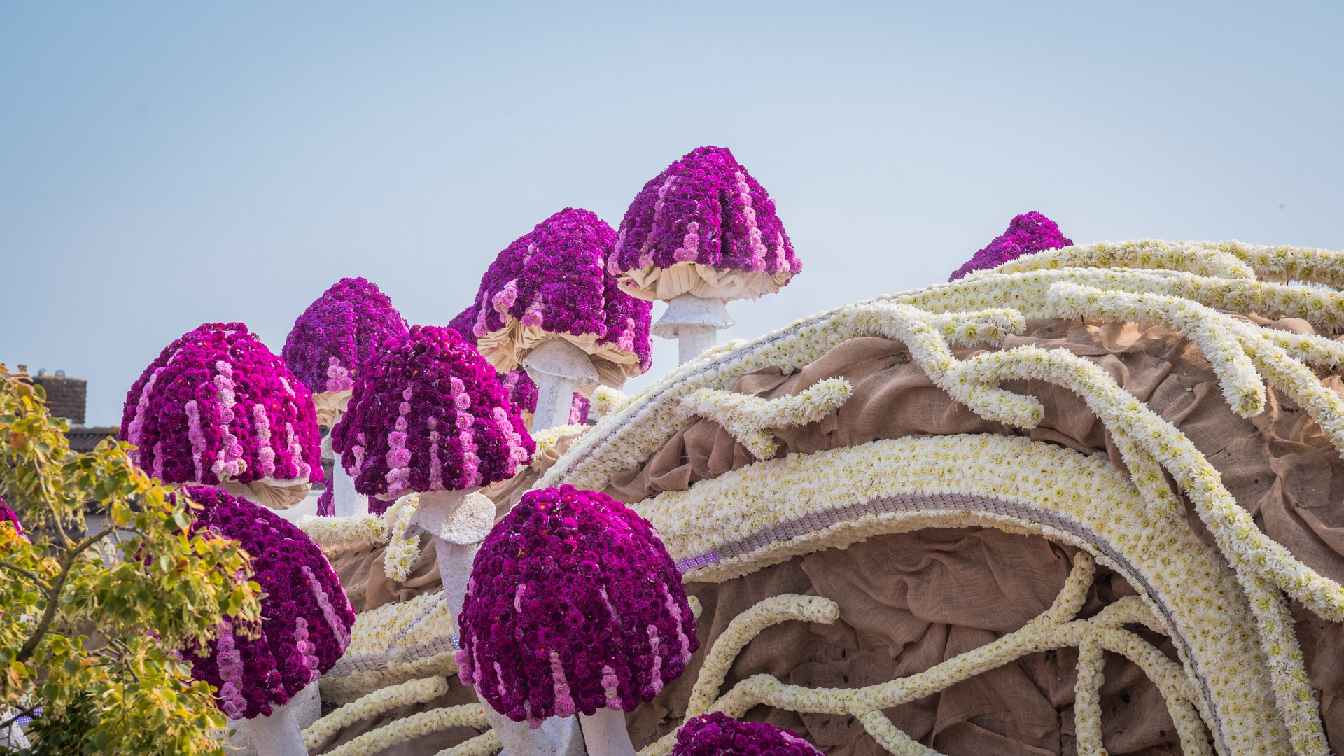 Mycelium 'Een netwerk van schimmeldraden', Foto Charles van Campenhout