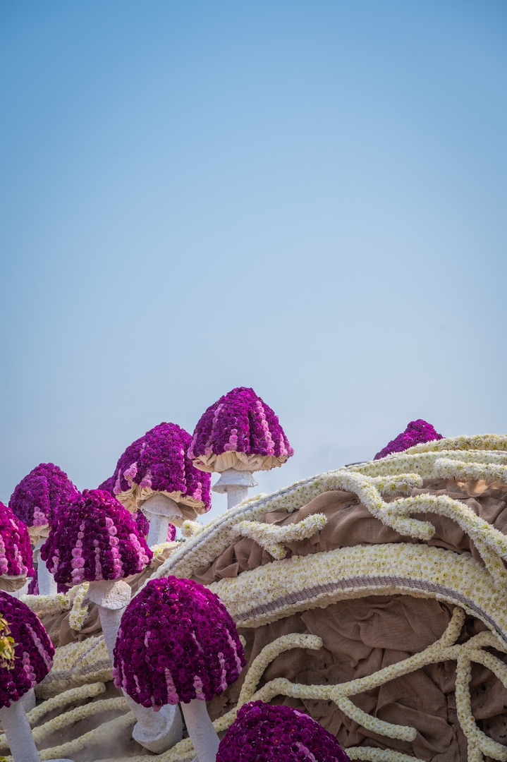 Mycelium 'Een netwerk van schimmeldraden', Foto Charles van Campenhout