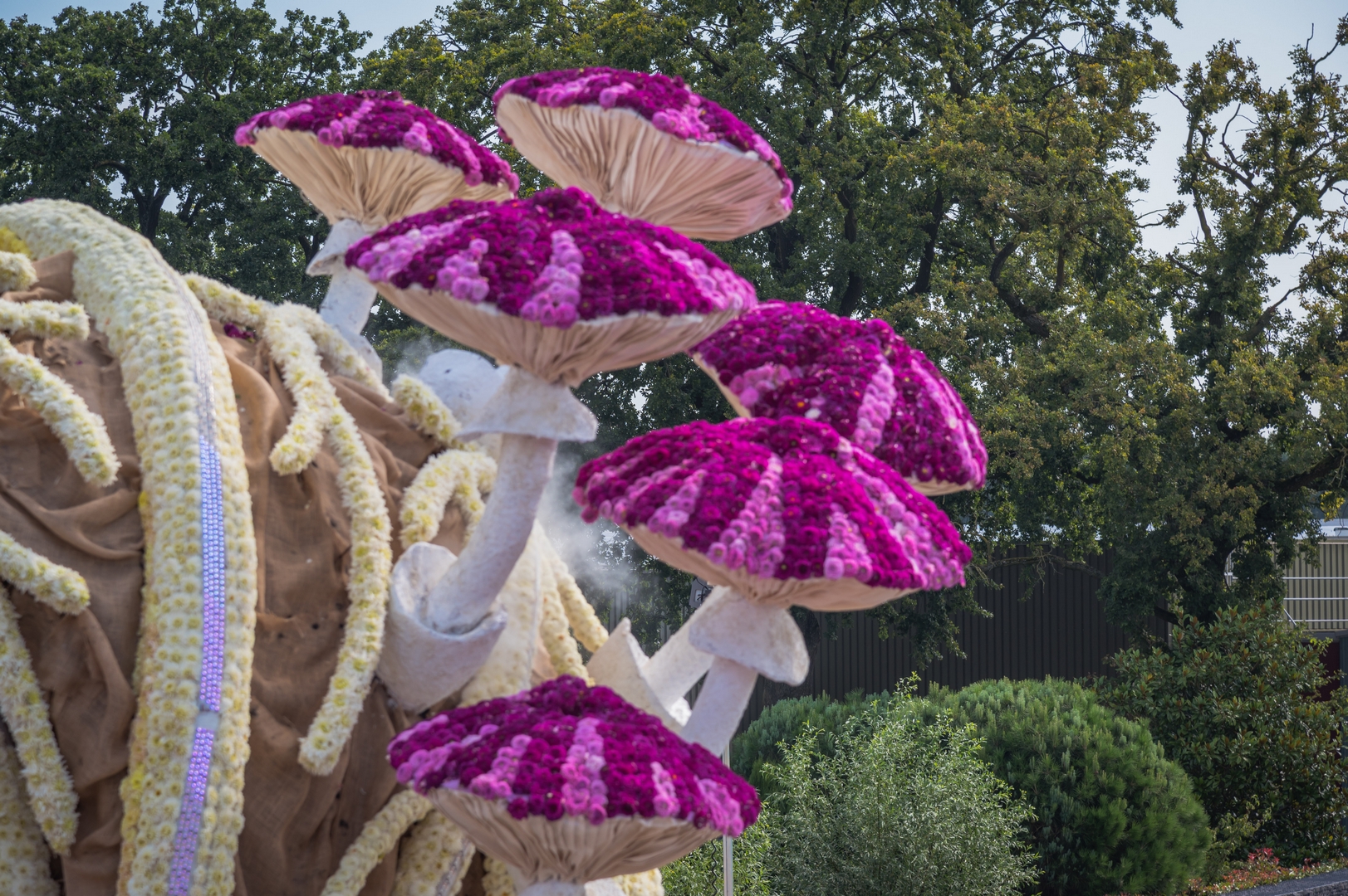 Mycelium 'Een netwerk van schimmeldraden', Foto Charles van Campenhout