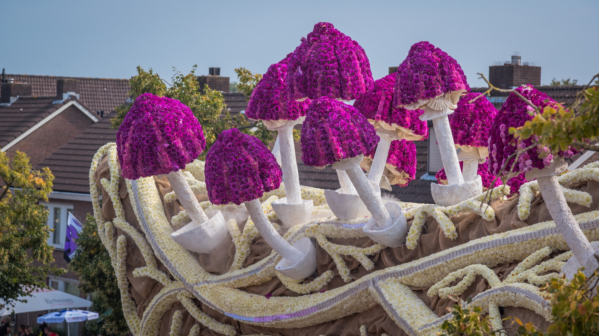 Mycelium 'Een netwerk van schimmeldraden', Foto Charles van Campenhout
