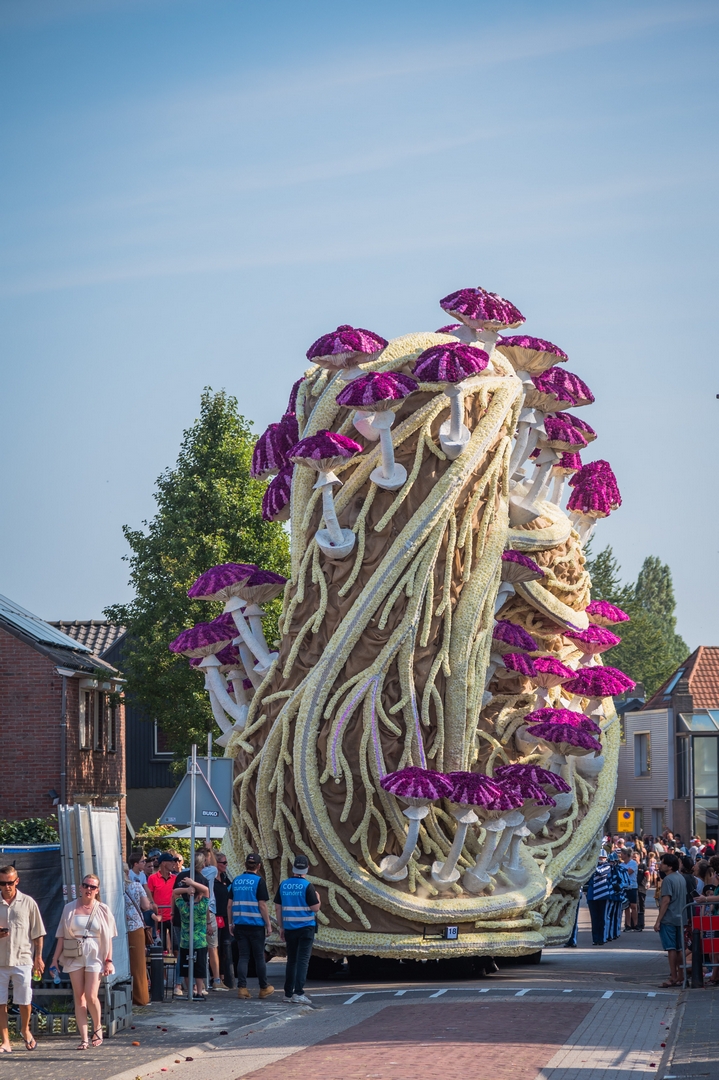 Mycelium 'Een netwerk van schimmeldraden', Foto Charles van Campenhout