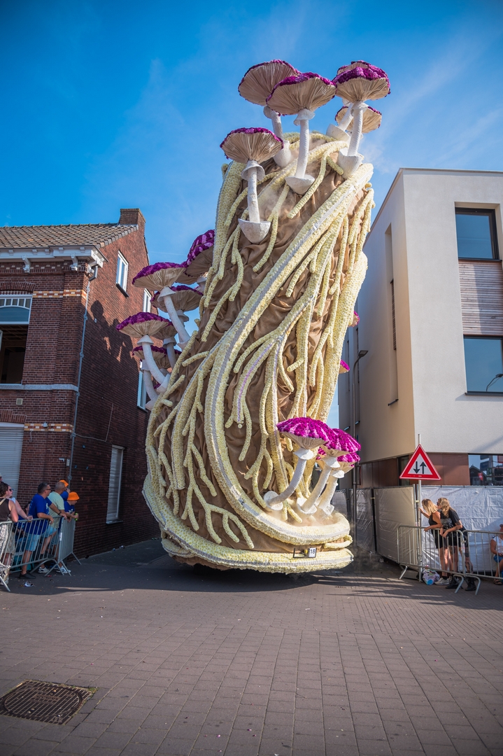 Mycelium 'Een netwerk van schimmeldraden', Foto Charles van Campenhout