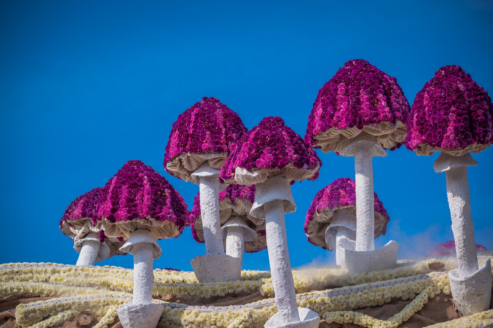 Mycelium 'Een netwerk van schimmeldraden', Foto Charles van Campenhout