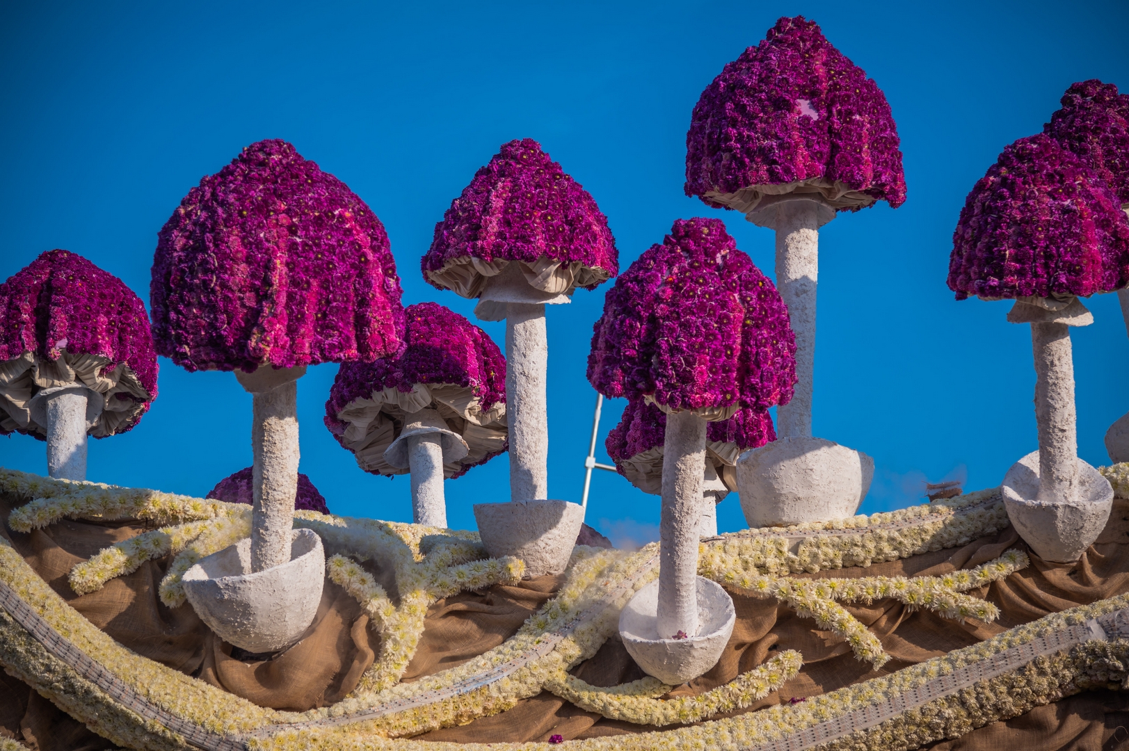 Mycelium 'Een netwerk van schimmeldraden', Foto Charles van Campenhout