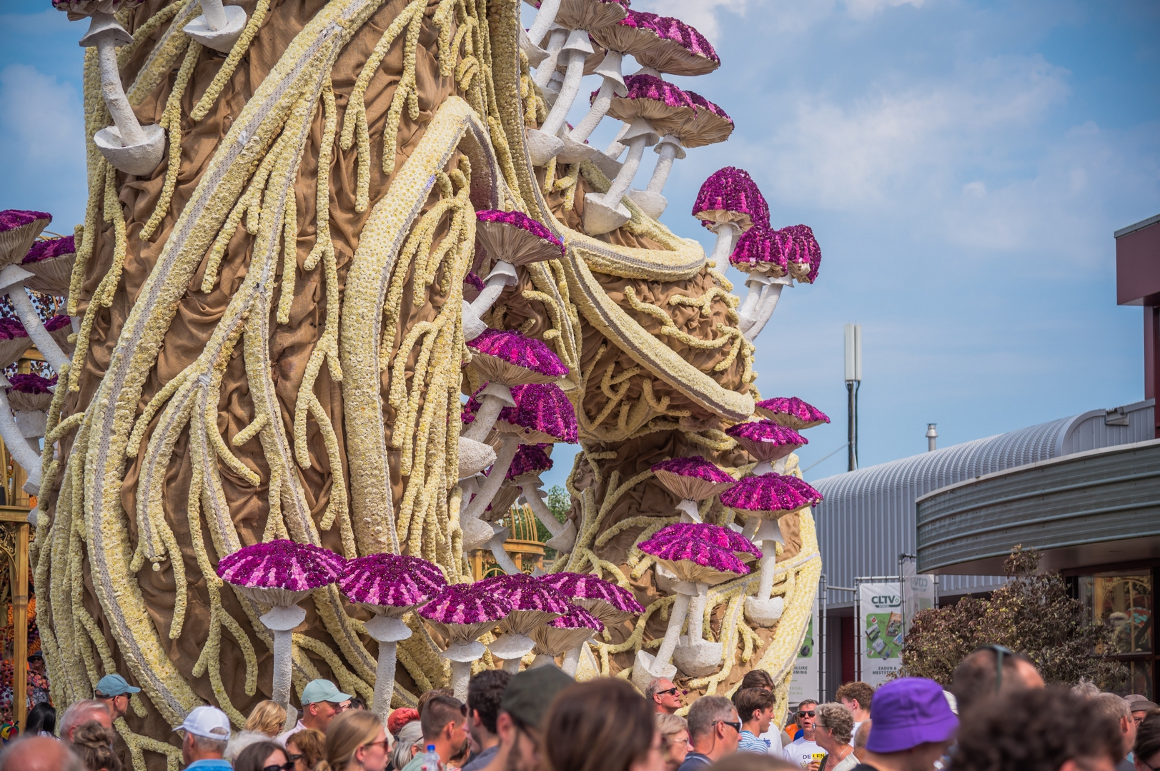 Mycelium 'Een netwerk van schimmeldraden', Foto Charles van Campenhout