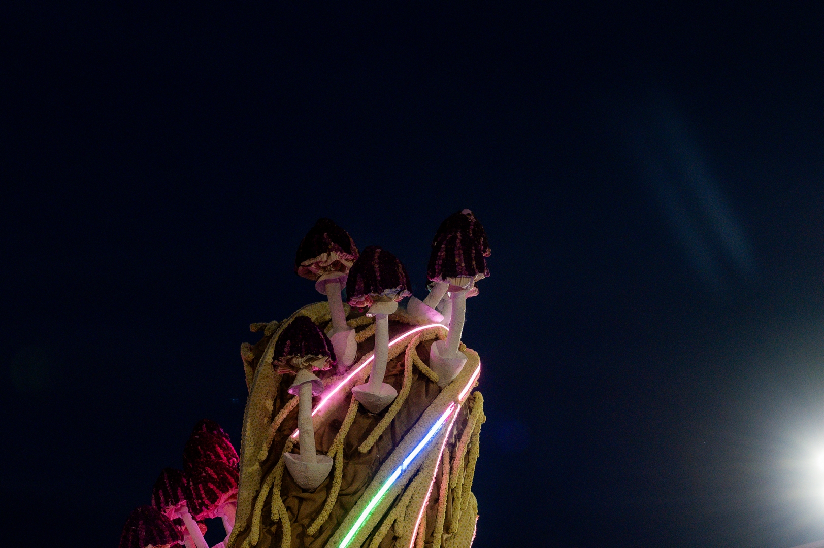 Mycelium 'Een netwerk van schimmeldraden', Foto José van Trijp fotografie