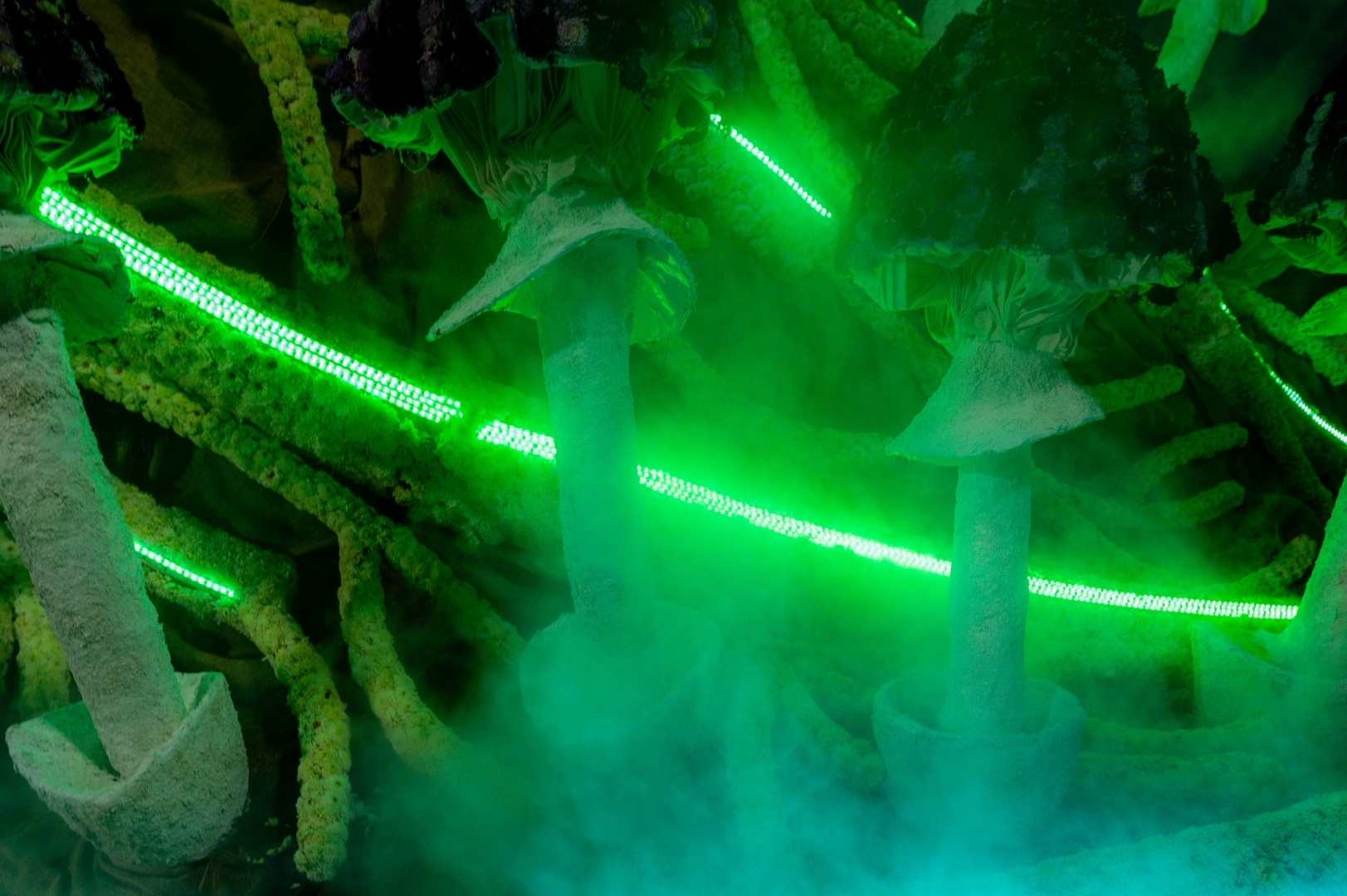 Mycelium 'Een netwerk van schimmeldraden', Foto José van Trijp fotografie