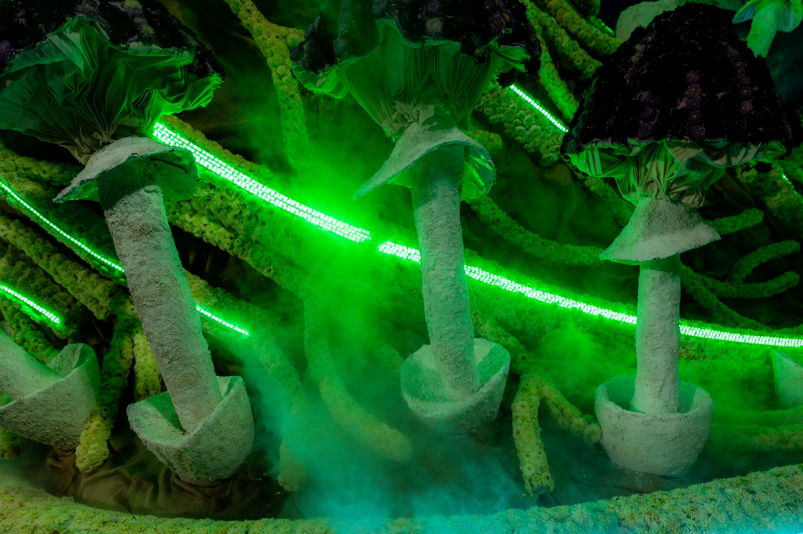 Mycelium 'Een netwerk van schimmeldraden', Foto José van Trijp fotografie