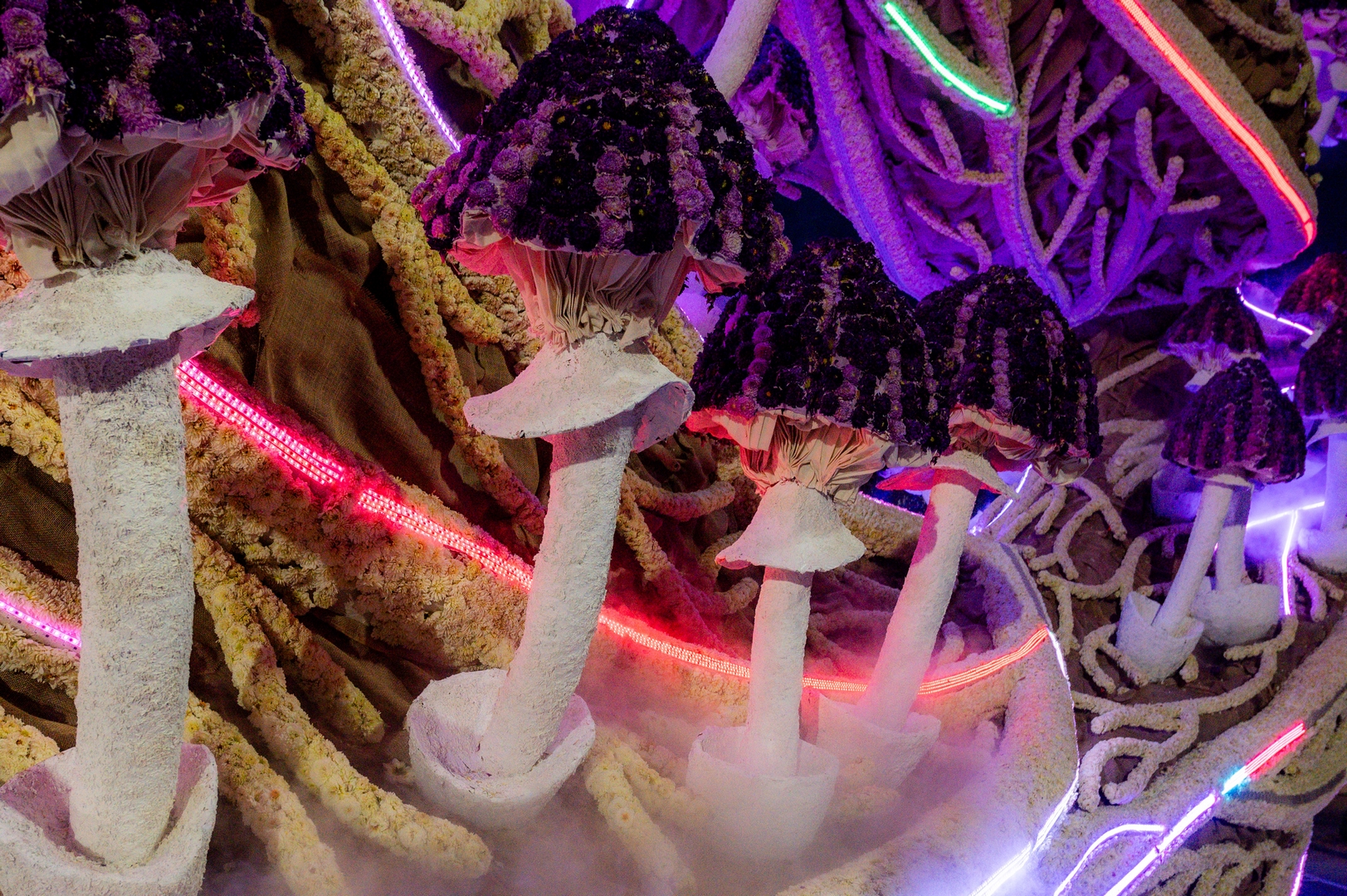 Mycelium 'Een netwerk van schimmeldraden', Foto José van Trijp fotografie