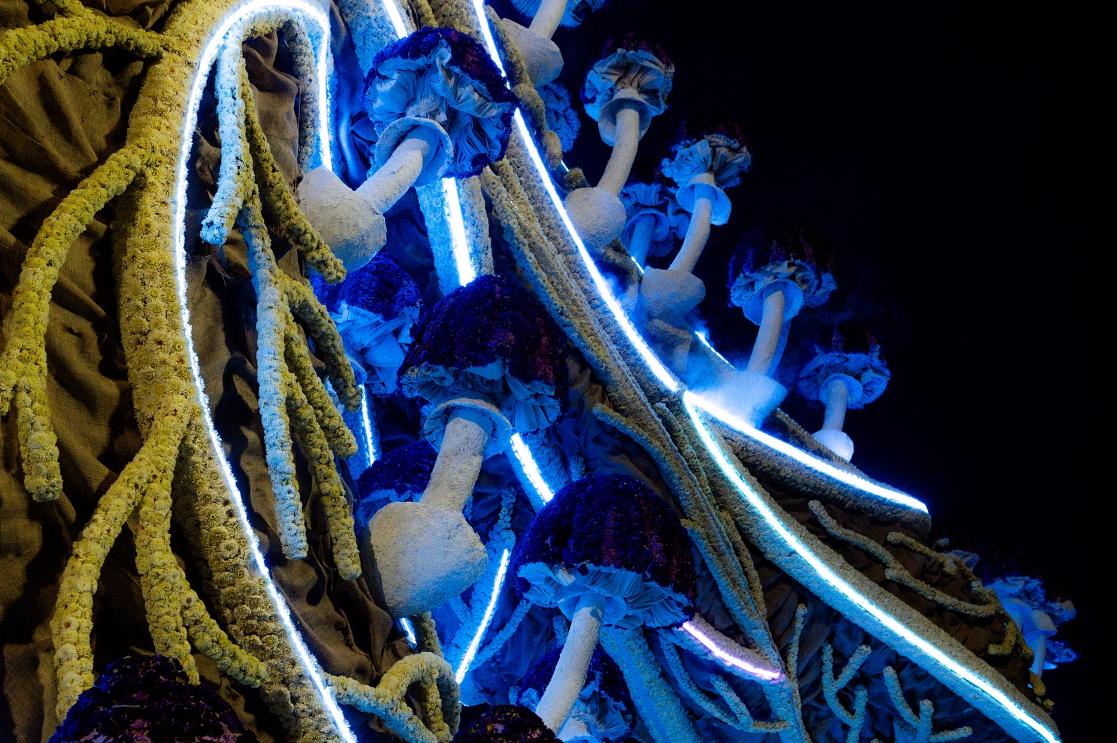 Mycelium 'Een netwerk van schimmeldraden', Foto José van Trijp fotografie