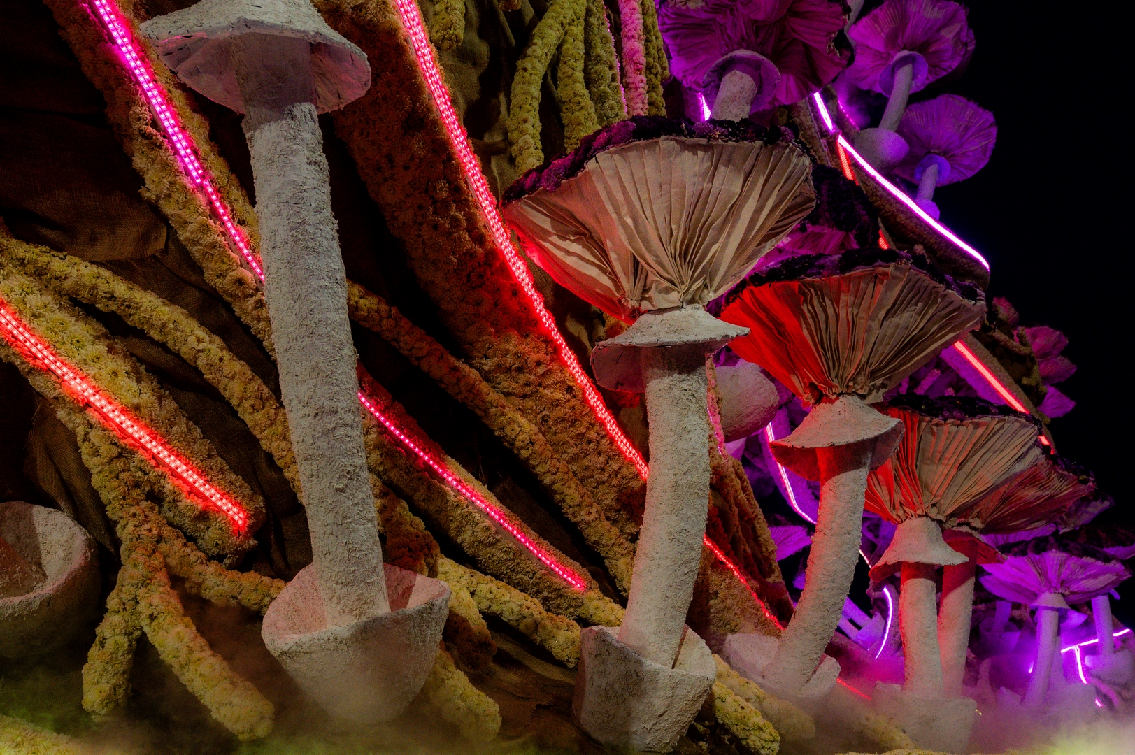 Mycelium 'Een netwerk van schimmeldraden', Foto José van Trijp fotografie