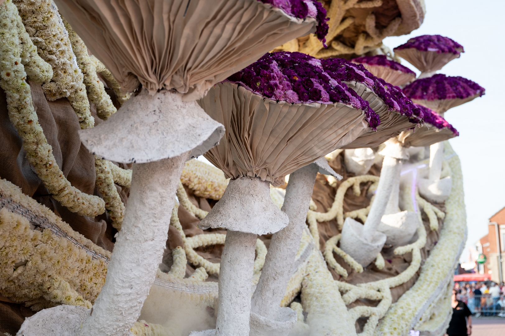 Mycelium 'Een netwerk van schimmeldraden', Foto José van Trijp fotografie