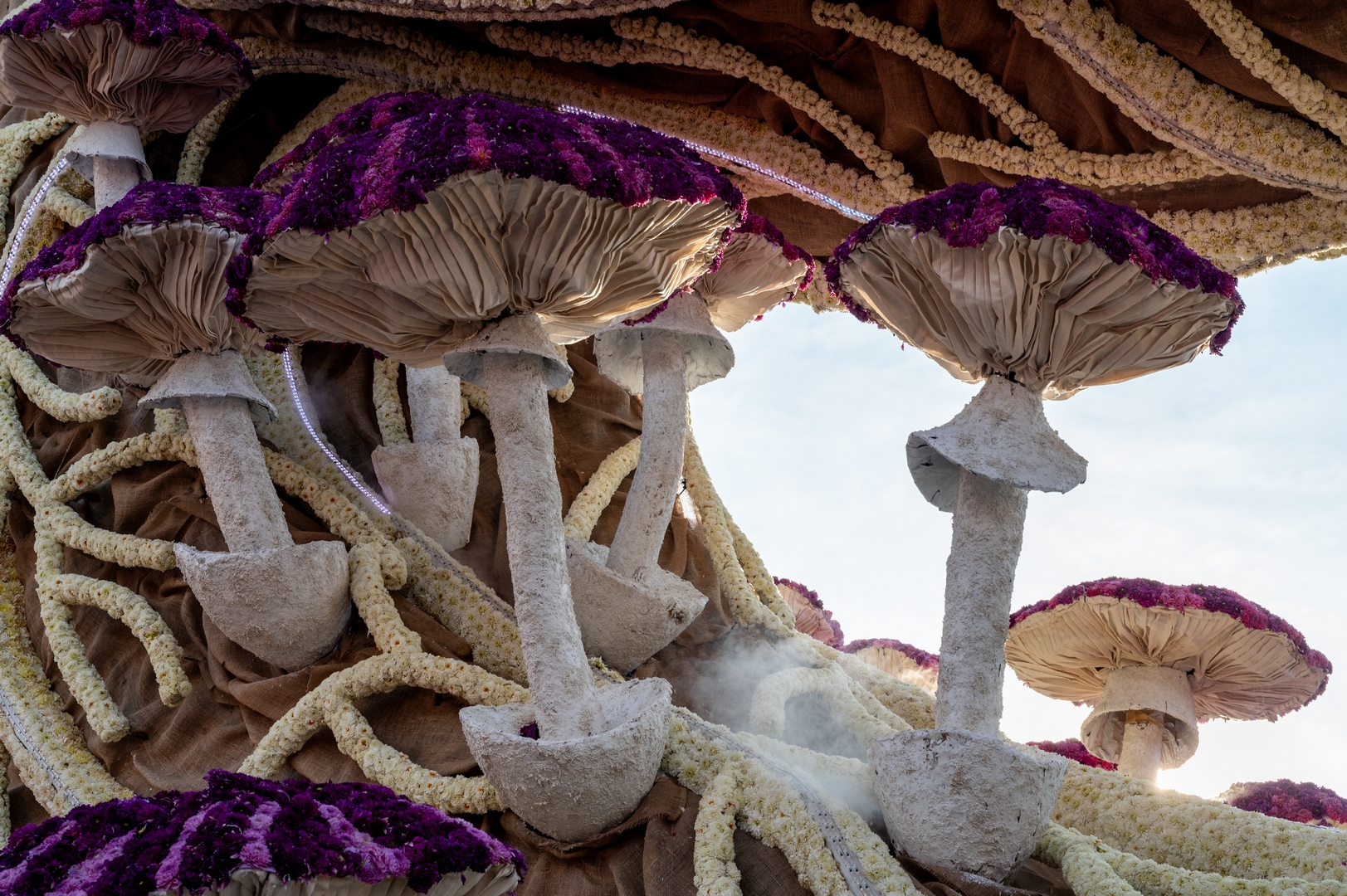 Mycelium 'Een netwerk van schimmeldraden', Foto José van Trijp fotografie