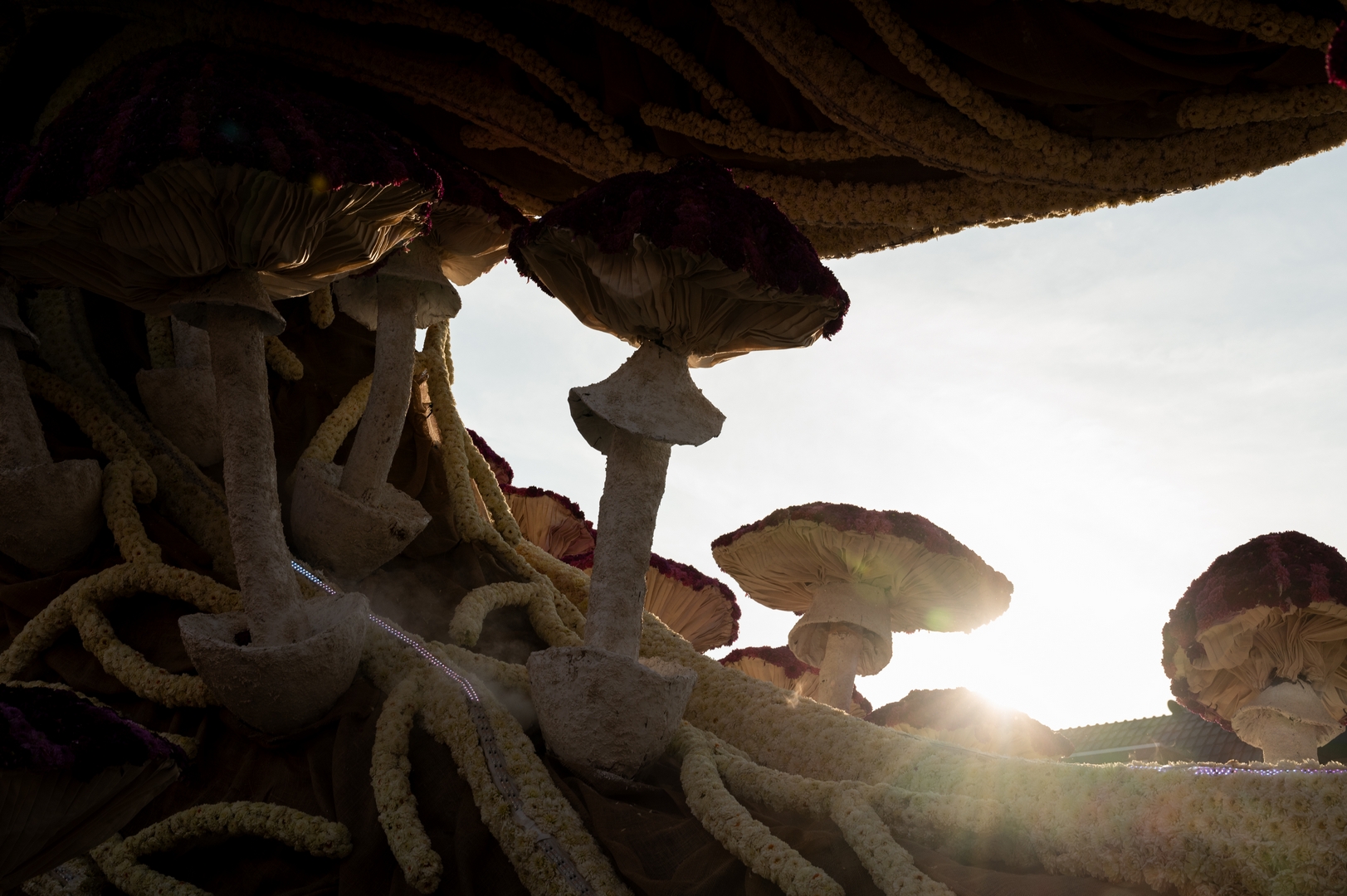 Mycelium 'Een netwerk van schimmeldraden', Foto José van Trijp fotografie