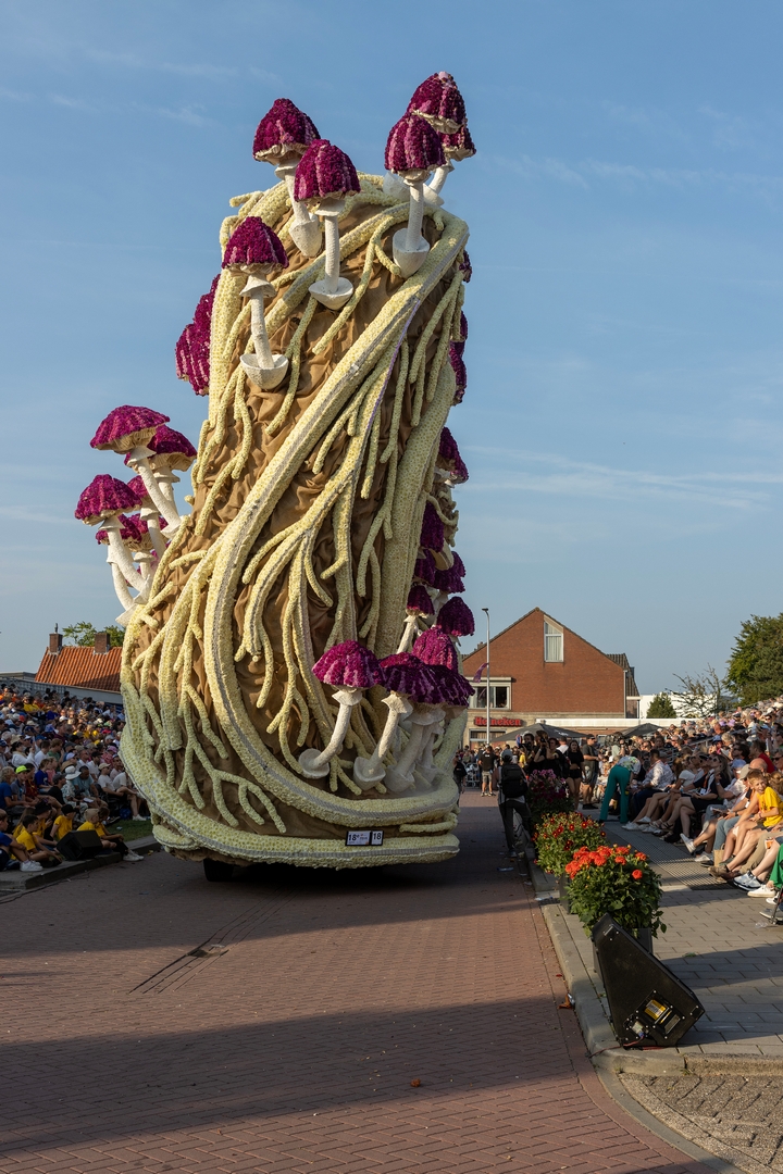 Mycelium 'Een netwerk van schimmeldraden', Foto Judith van Aert